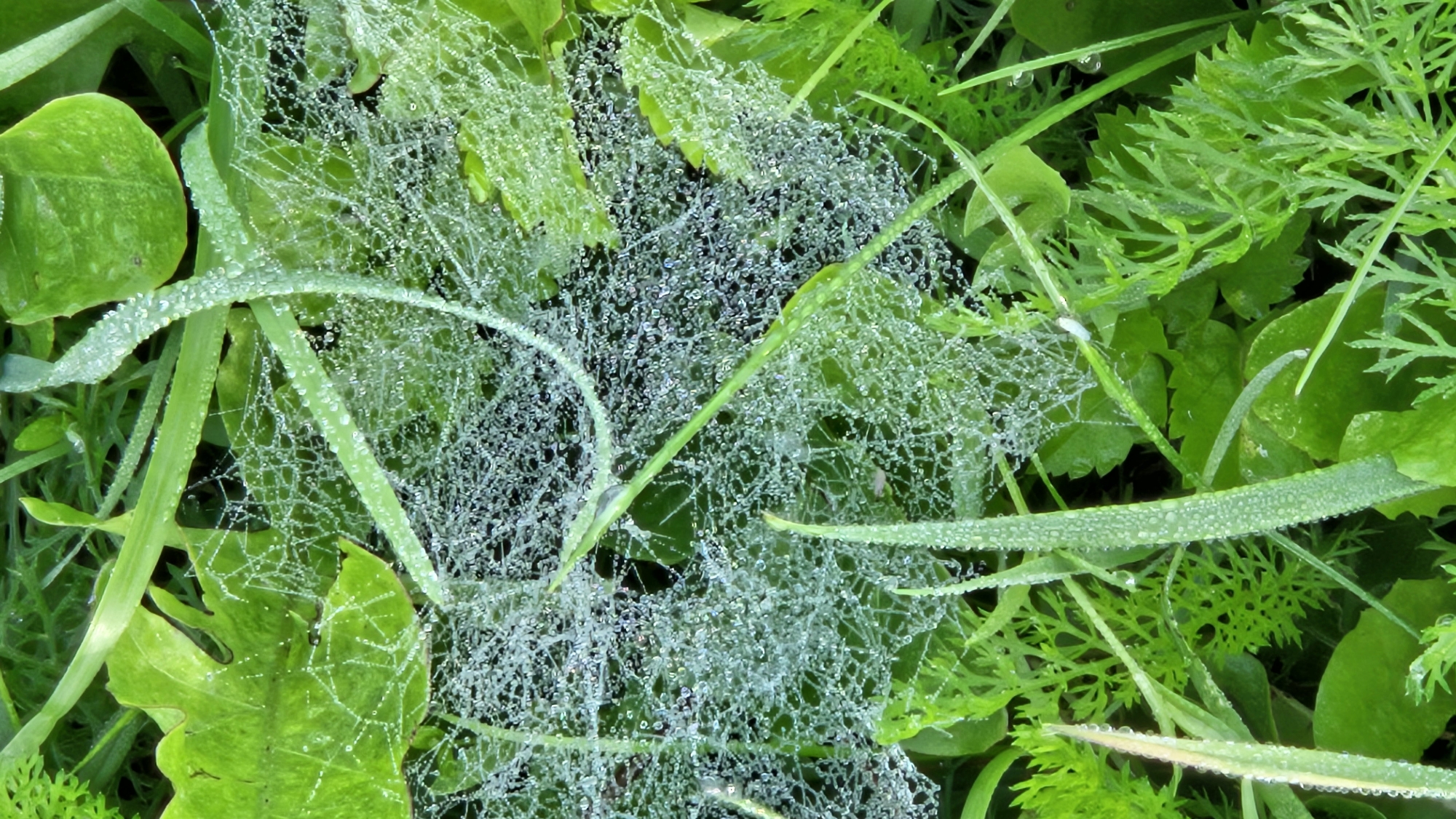 The image is a close-up, vertical shot of a spiderweb covered in dew drops, nestled among various green plants and blades of grass. The web is intricate and delicate, with individual water droplets catching the light. The surrounding foliage is lush and varied in texture, with some leaves appearing broad and smooth, while others are finely serrated. The overall impression is one of a natural, humid environment, likely captured in the early morning. There are no people or animals visible in the image, and no specific urban features are identifiable, making it impossible to pinpoint a location within the city of Kapūņi, Latvia, or any city. The scene is static and focuses solely on the natural elements.