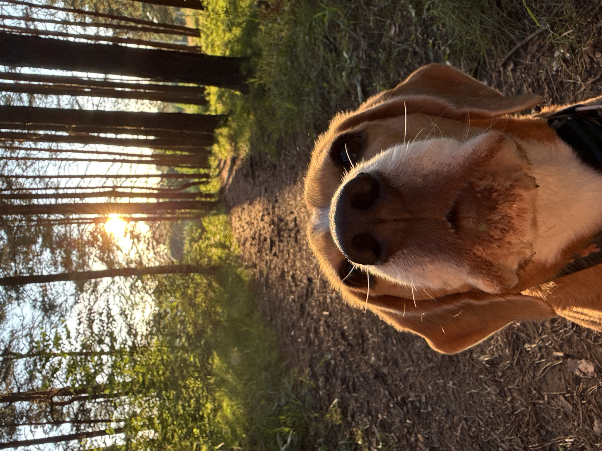 A close-up, angled shot features a dog's face in the foreground, with its snout and right eye prominently displayed. The dog, likely a beagle or similar breed with floppy ears, has light brown and white fur. The lighting suggests it's either sunrise or sunset, casting a warm, golden glow on the dog's face and highlighting individual whiskers.
The background depicts a forest path with tall, slender trees lined up along the left side of the frame. Sunlight filters through the trees, creating dappled light on the path and the surrounding foliage, which appears green and lush. The path itself is made of dirt and is slightly uneven.
The overall impression is one of a peaceful moment in nature, possibly during a walk in a forest. The dog's direct gaze towards the camera and the soft lighting evoke a sense of warmth and affection. The image conveys a feeling of calm and the simple joy of being outdoors with a pet. The location is Chaikovsky, Russia. There is no visible text in the image.