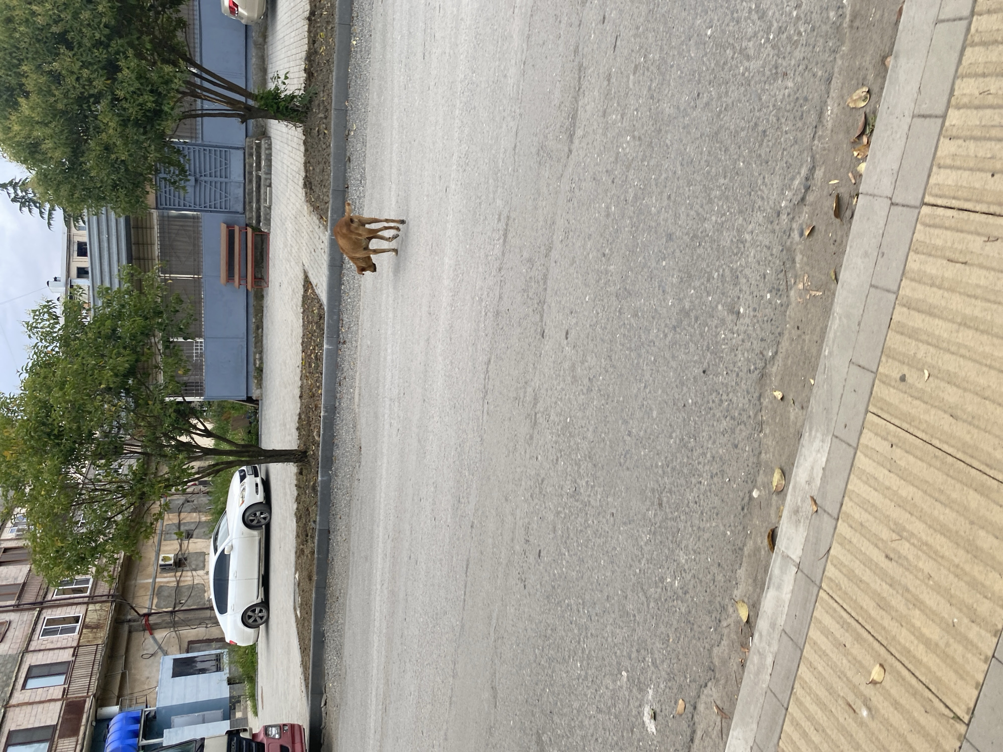 A medium-sized, brown dog with a wagging tail walks across an asphalt road in front of a light-colored building with balconies. To the left of the building, a white sedan is parked. In the background, a blue fence and trees are visible. The road is bordered by a sidewalk with a textured surface.