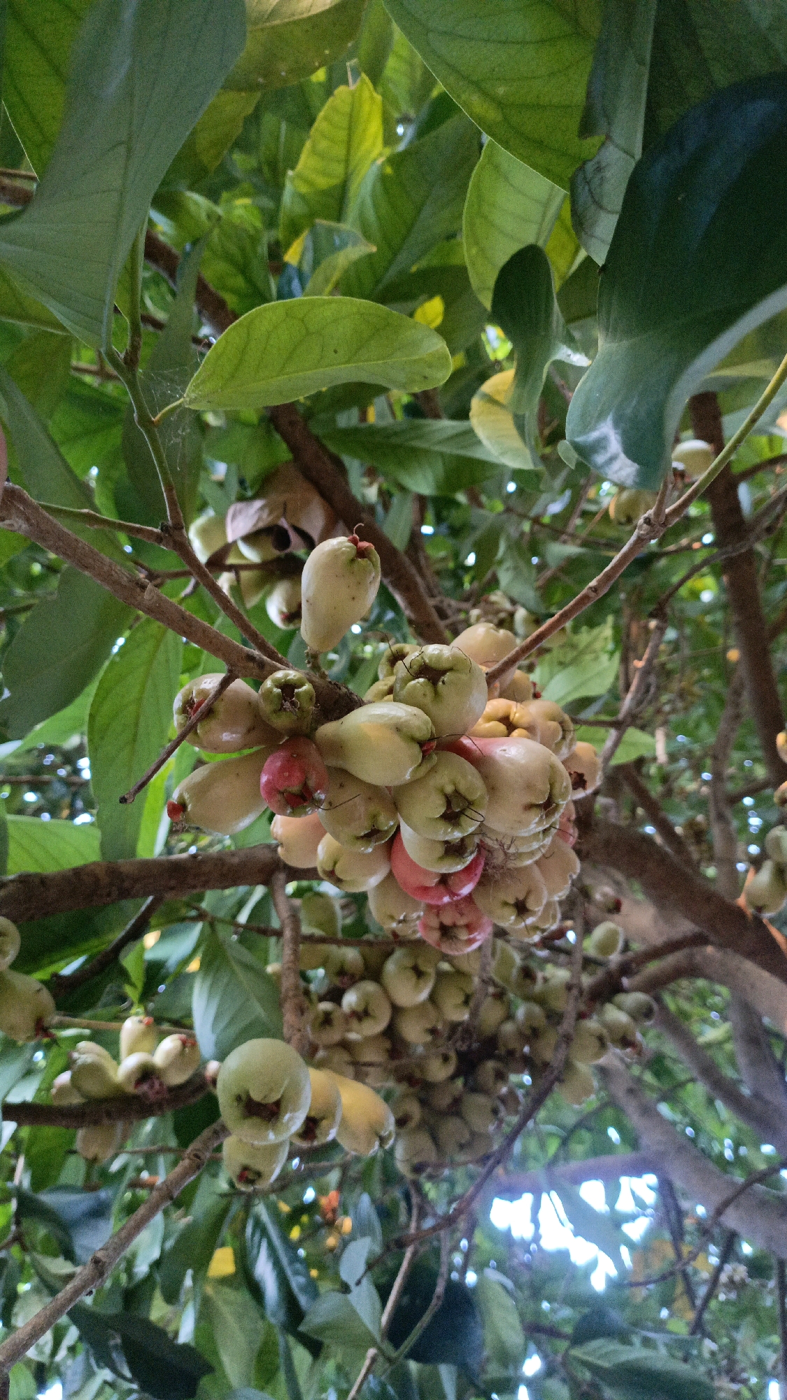 A close-up, low-angle, vertical shot captures a cluster of rose apples (Syzygium samarangense) hanging from a tree branch amidst lush green foliage. The rose apples are predominantly light green, with some exhibiting a blush of pink, suggesting varying stages of ripeness. The fruits are bell-shaped with a characteristic indentation at the bottom. The branches are brown and gnarled, with some visible webbing from what appears to be a spider's web. The background is a blur of green leaves and dappled sunlight, suggesting an outdoor environment. The scene is devoid of people or any explicit signs of human activity, implying a natural setting within a garden or orchard. The general impression is one of abundant, fresh produce growing naturally, likely in a tropical or subtropical climate. The specific location of Taliwang, Indonesia, suggests a possible context for the image, perhaps showcasing local flora and agriculture.