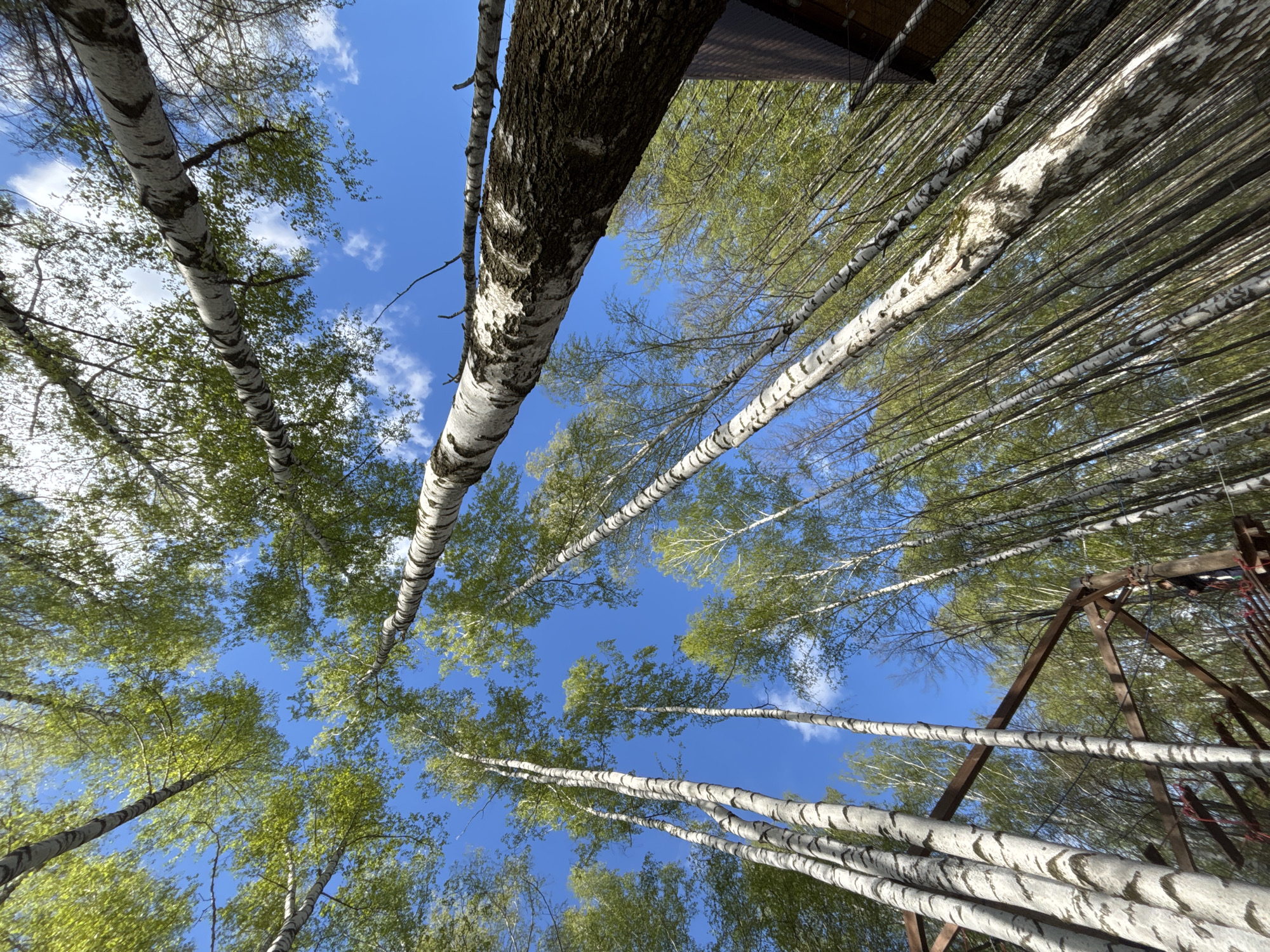 The image shows a view looking up through a forest of birch trees toward a blue sky with scattered white clouds. The birch trees have white bark with dark markings and are topped with sparse green foliage. A wooden structure with metal elements is visible at the right side of the frame, partially obscuring the trees. The location is in the city of Chaikovsky, Russia.