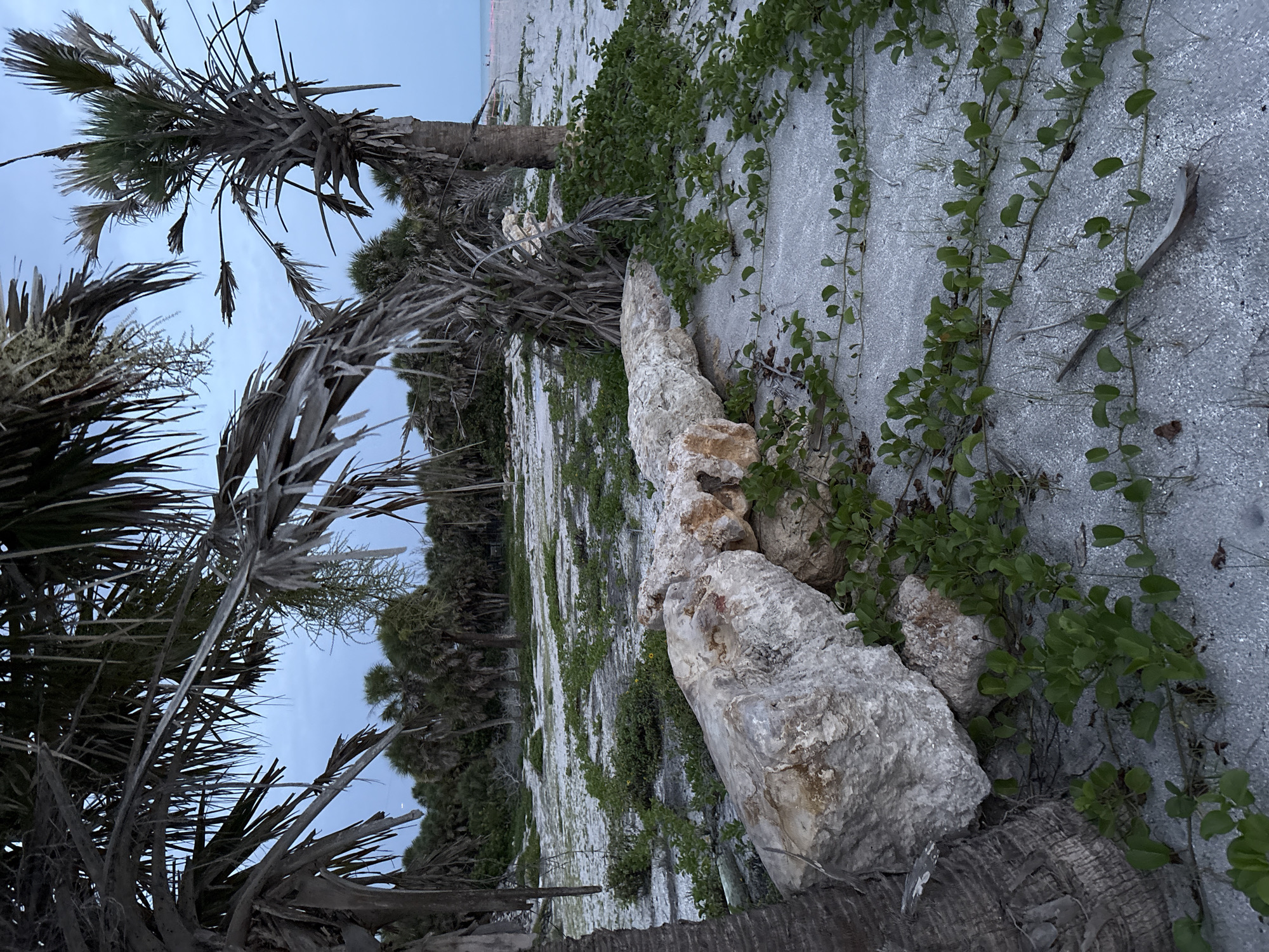 The image depicts a coastal scene, likely at dusk or dawn, characterized by palm trees and sandy terrain. In the foreground, large, light-colored rocks are partially buried in the sand, with green vegetation growing around them. The sand itself is scattered with dried palm fronds and other organic debris. In the mid-ground, a dense collection of palm trees forms a natural barrier, with some appearing dry and weathered. The background reveals a wider expanse of palm trees and a hint of the ocean or a large body of water with a faint horizon line and a couple of indistinct figures walking on the beach. The sky is overcast with a pale, blue-gray hue. The scene appears to be located in a natural coastal area, possibly a park or undeveloped beach, consistent with the environment found in Venice, Florida, USA, known for its beaches and palm tree-lined landscapes.