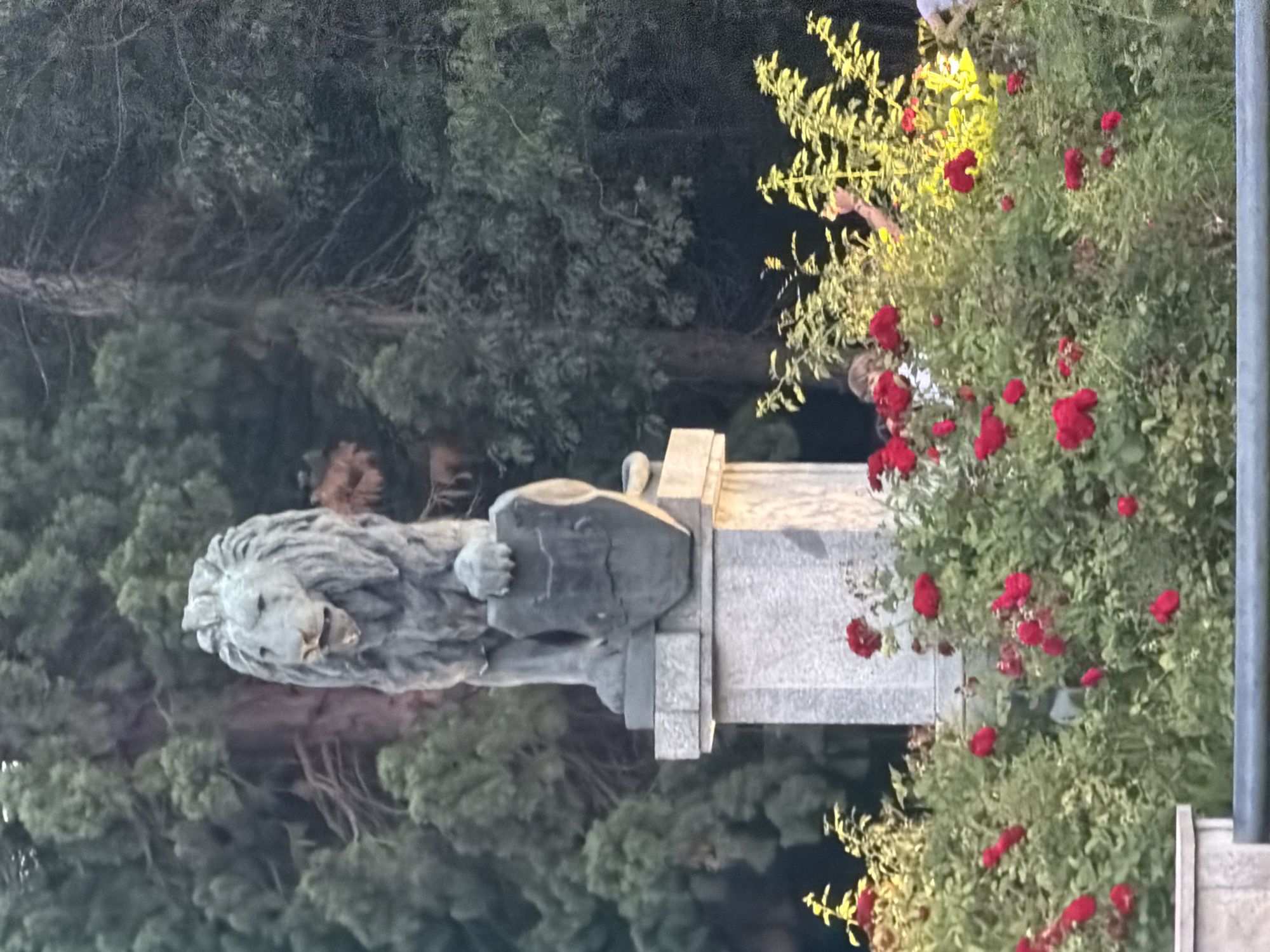 The image shows a stone statue of a lion on a monument, likely in Sofia, Bulgaria. The statue is weathered and appears to be quite old. The lion is depicted in a resting pose, with its head resting on its paws. The monument is made of grey stone and is decorated with floral elements, including red roses. The background is filled with trees and greenery, suggesting an outdoor setting, possibly a park or garden. The lighting in the image indicates that it was taken at dusk or dawn, with soft, diffused light. The overall mood of the image is serene and peaceful, with the statue serving as a symbol of strength and resilience. There is no visible text in the image.