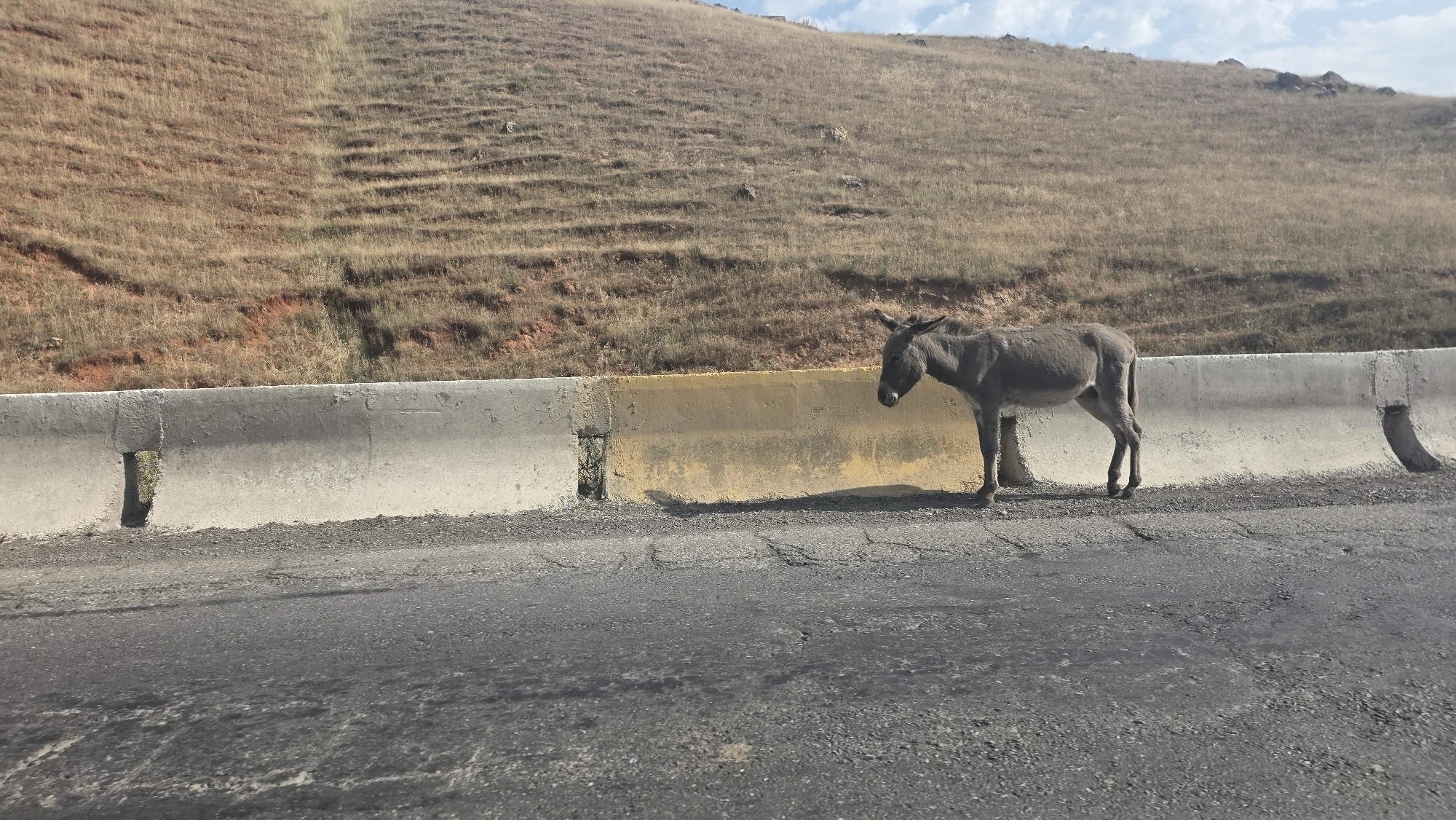 A single gray donkey stands on the side of a paved road in Taldyk, Kyrgyzstan. The donkey is facing right, with its head lowered slightly. It is positioned behind a concrete barrier with a yellow stripe running along its top. The barrier separates the road from a dry, grassy hillside. The hillside has visible terracing and some patches of reddish-brown soil. The sky above is partly cloudy. The road surface appears worn and cracked. The overall scene suggests a rural or semi-rural setting on the outskirts of the city.
