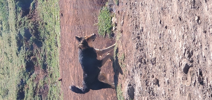A tri-color dog is observed walking from left to right across a dirt path in Ewuaso Oonkidong'i ward, Kenya, under natural daylight. The dog features a predominantly dark brown to black coat on its back and upper body, transitioning to tan or light brown on its belly, legs, and muzzle. Its ears are erect, and its tail is curled upwards. The dog is captured mid-stride, with its right front leg extended forward. The foreground consists of dry, rocky, reddish-brown earth with minimal vegetation. The dog is positioned on a slightly elevated area, separating the foreground from a verdant, grassy hillside that rises steeply in the background. Patches of exposed soil are visible amidst the green foliage of the hill. No human subjects are present.