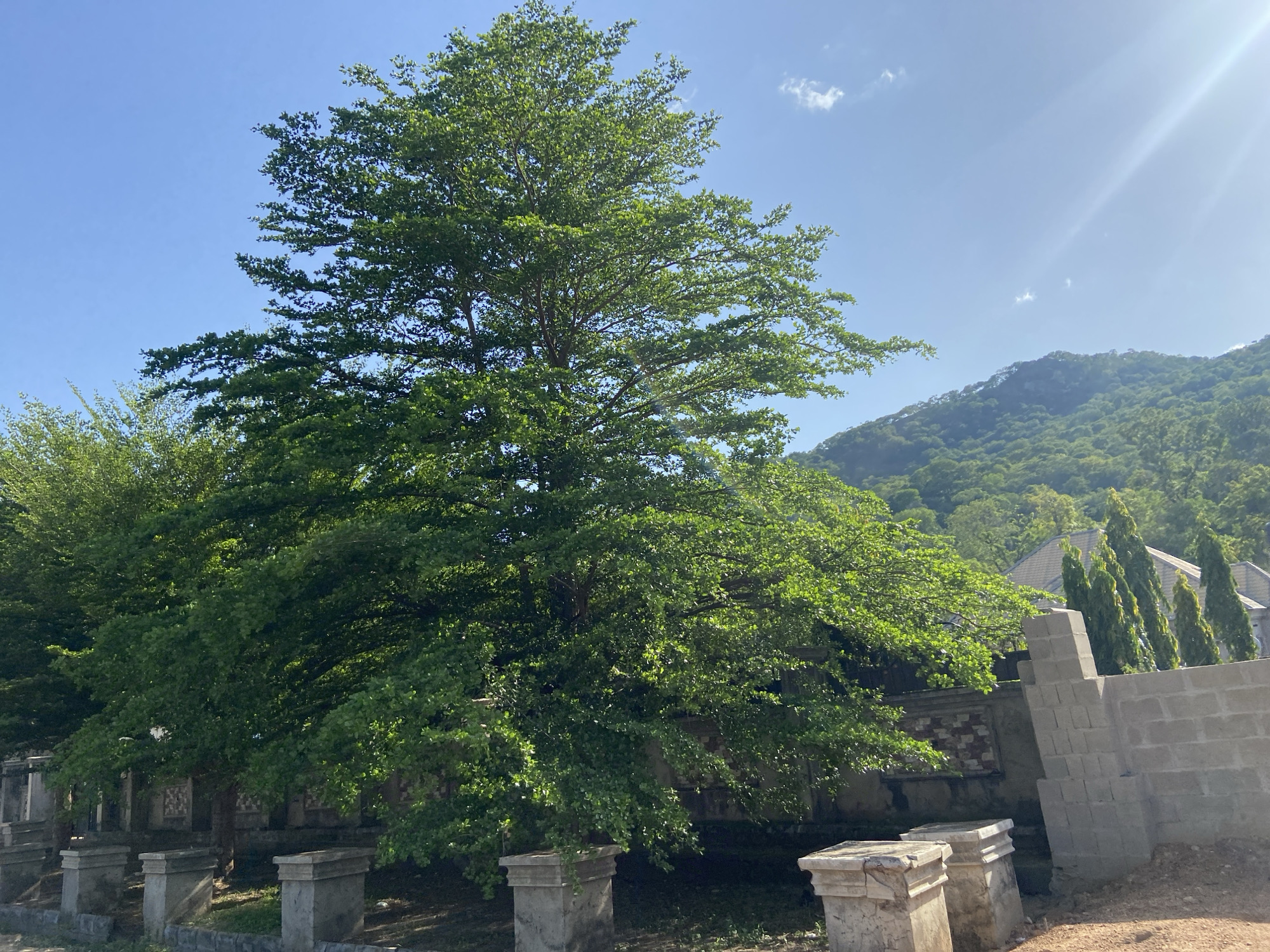 The image shows a large, leafy green tree in Mararaba, Nigeria, with a clear blue sky above. The tree is the dominant feature in the foreground, with its branches and leaves filling the frame. A mountain is visible in the background. A brick wall and several concrete pillars are near the tree. Some buildings are barely visible behind the tree in the background. The scene is well-lit, indicating a sunny day. No people are visible.