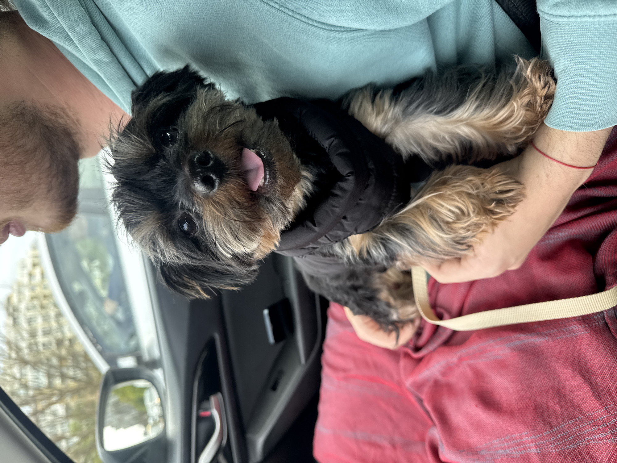A small, multi-colored dog, likely a Terrier mix with black, brown, and tan fur, is the central focus of this vertically oriented, close-up photograph taken inside a car. The dog is looking directly at the camera with its pink tongue slightly extended, wearing a black puffer-style jacket.
The dog is being held by two individuals. On the left, a person's arm wearing a light mint-green long-sleeved top is partially visible, along with part of their face showing a light beard. On the right, another person's arm, adorned with a thin red string bracelet, is seen, along with their lap covered by a reddish, subtly striped fabric. A beige strap, possibly part of a harness or bag, rests on the red fabric.
The setting is the interior of a car. Through the left-side window, a blurred outdoor background of trees and possibly buildings is visible, along with a reflection in the side mirror, suggesting daylight and an urban or suburban environment. Dark car interior elements, including parts of a door panel or dashboard, are also present. The dog's attentive gaze and slightly extended tongue convey a happy or content demeanor. The scene takes place in a vehicle, with the provided context indicating the location as Burgas, Bulgaria. No visible text is present in the image.