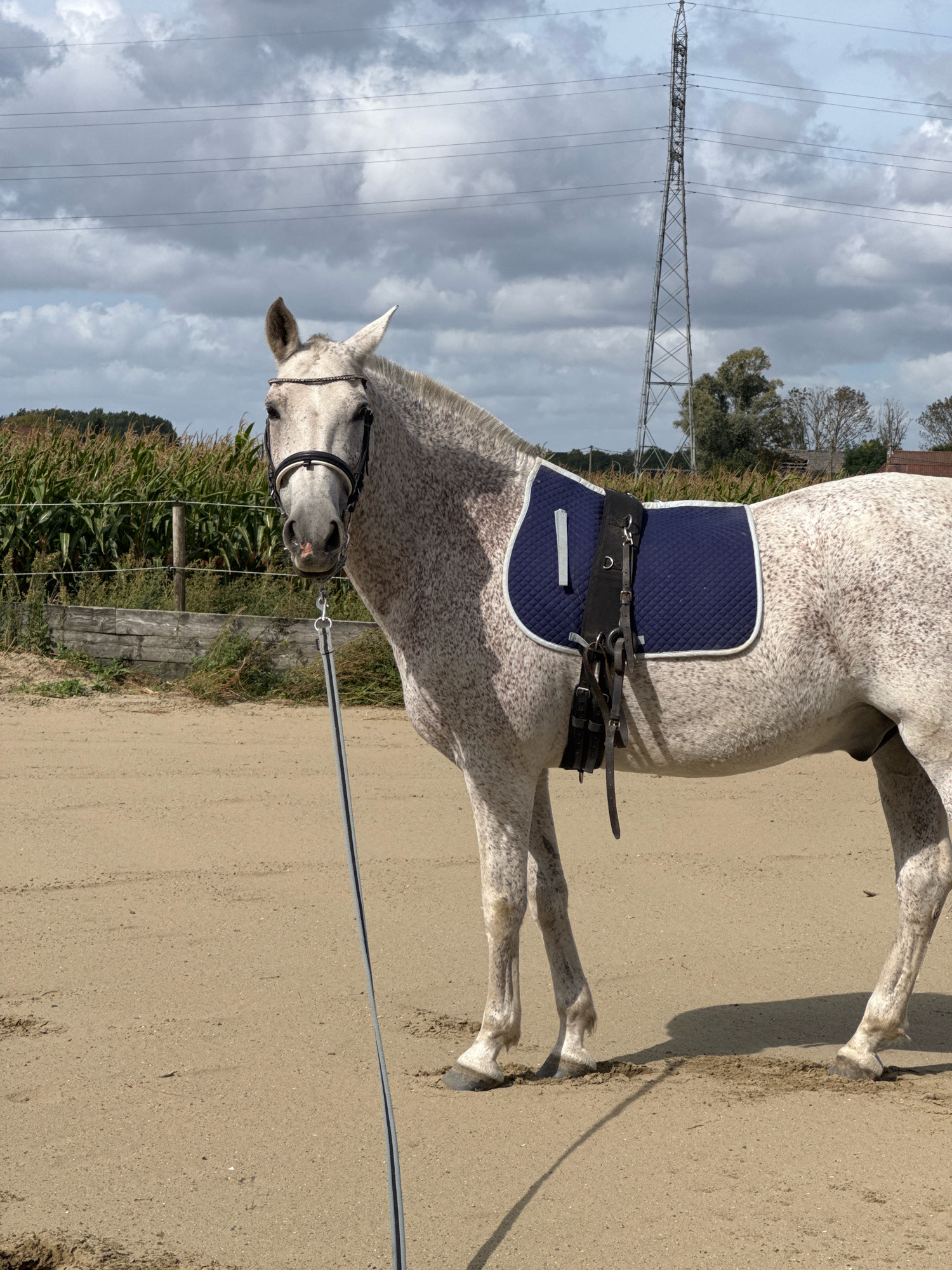 A dappled grey horse stands in a sandy arena, facing the camera. It is wearing a blue saddle pad with a white number '1' on it, a bridle, and a lunge line. The arena is bordered by a wooden fence and a field of corn. In the background, a tall electricity pylon stands against a cloudy sky. The scene appears to be set in a rural area, possibly a stable or equestrian center, within the municipality of Estaimpuis, Belgium.