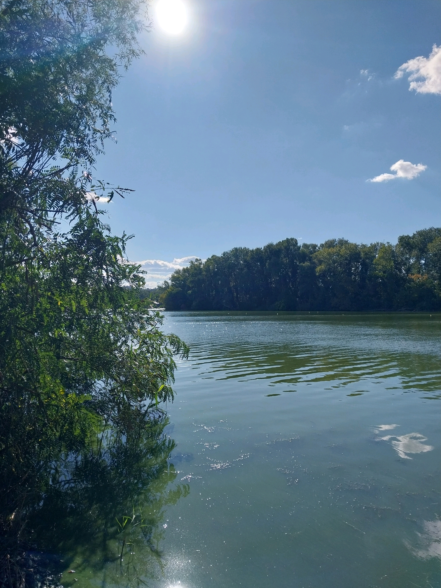 The image depicts a tranquil natural scene at the Dnipro River in Dnipro, Ukraine. The sun shines brightly in a clear blue sky with a few scattered white clouds. Lush green trees line the opposite bank of the river, forming a dense forest. The river itself is calm, with gentle ripples on its surface reflecting the sunlight. In the foreground, a portion of a leafy green tree is visible on the left side of the frame, its branches partially obscuring the view. The reflection of the trees and the sky can be seen on the water's surface. The overall impression is one of serene natural beauty.