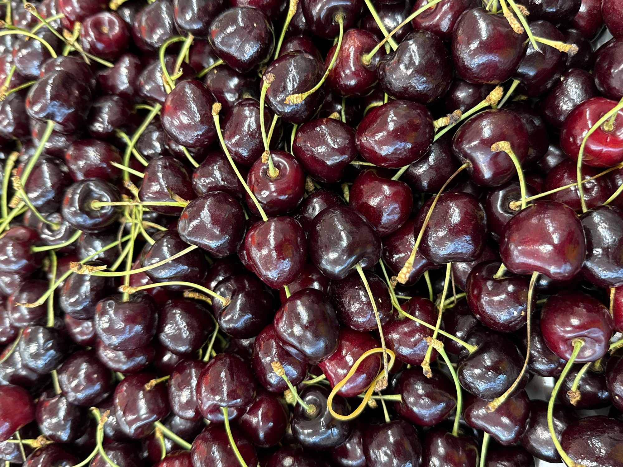 The image shows a close-up, overhead view of a pile of dark red cherries. The cherries are ripe and glossy, with some appearing slightly bruised or imperfect. Green stems are visible on many of the cherries, connecting them to each other. In the lower left portion of the image, a bright yellow rubber band is wrapped around one of the cherries, creating a stark contrast with the dark fruit. The background is a chaotic mass of more cherries, indicating a large quantity of the fruit. There are no people or animals visible, and the environment appears to be a market or grocery store display, though the specific location in Bad Lauterberg im Harz, Germany, cannot be determined from the visual information provided. The lighting is consistent and appears to be from an overhead source, highlighting the shine on the cherries. The image is tightly cropped, focusing solely on the cherries themselves.