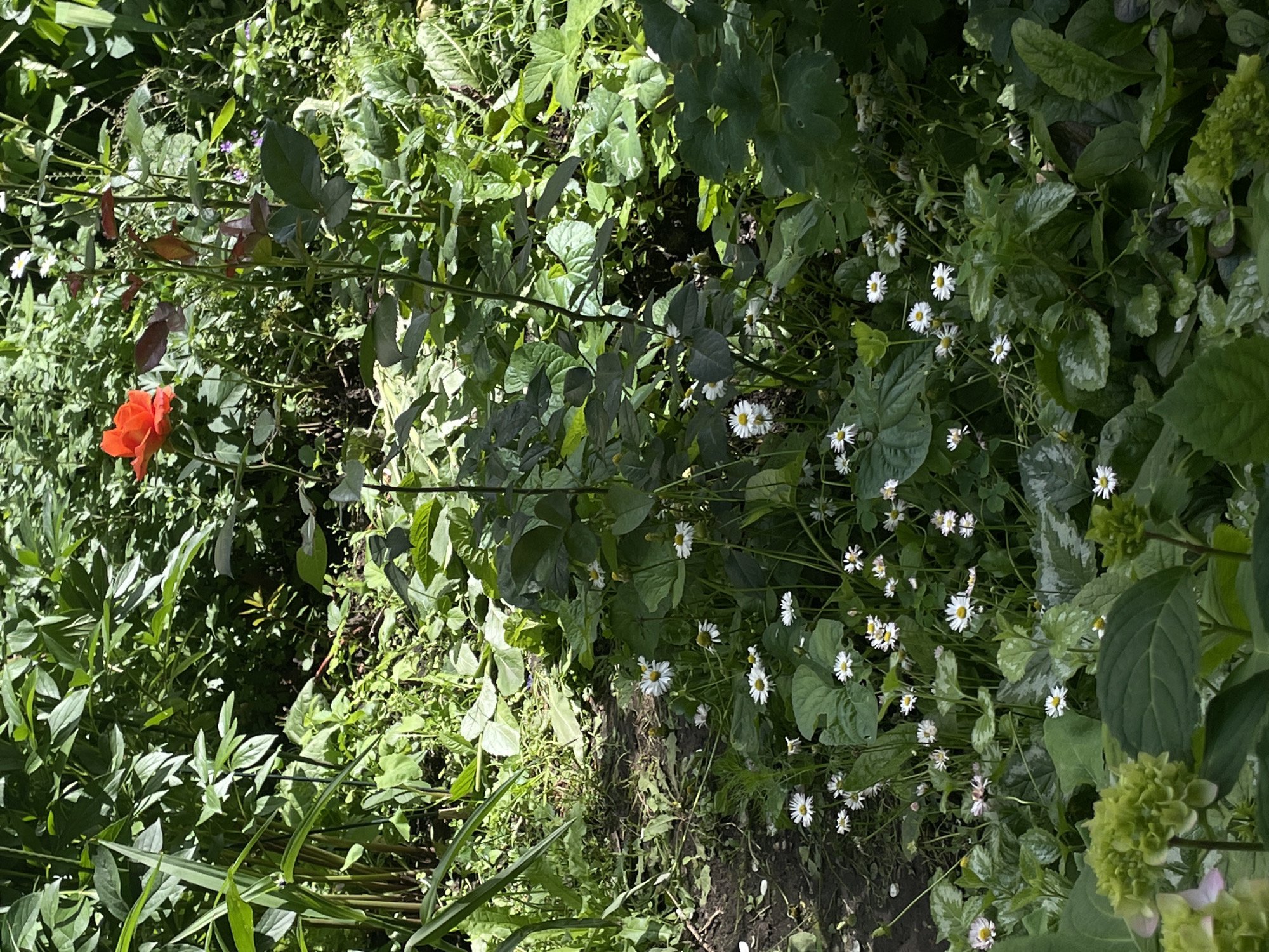The image depicts a garden scene with a variety of plants and flowers. A single, vibrant orange rose is prominent on the left side of the frame, contrasting with the surrounding greenery. Scattered throughout the garden are small white daisy-like flowers, some clustered together and others more spread out. The foliage is dense, with various shades of green leaves, some appearing broad and others more delicate. Hints of light filtering through the leaves suggest it is daytime, possibly with dappled sunlight. The ground appears to be soil, with some dry leaves and twigs visible. The overall impression is one of a lush, overgrown garden. The location context is Moscow, Russia, which implies a temperate climate, fitting for such a garden. No people, text, or specific events are depicted.