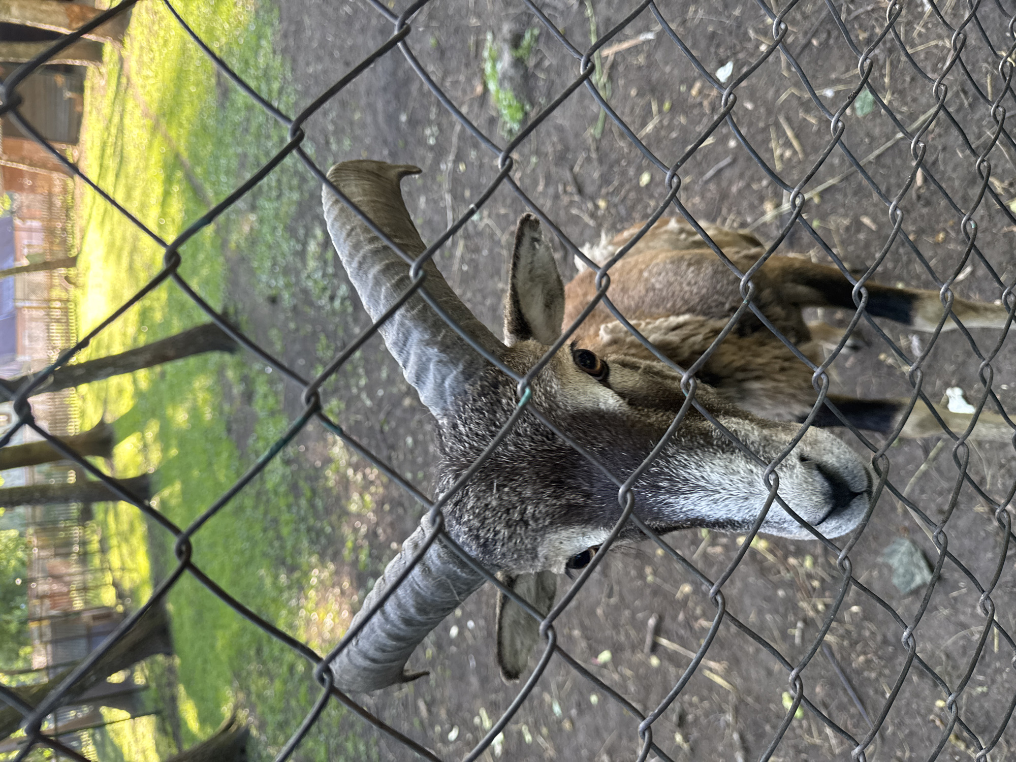 A medium shot captures a mouflon standing behind a chain-link fence in a zoo enclosure. The mouflon's head and upper body are in focus, with its large, curved horns dominating the upper portion of the frame. Its fur is a mix of brown and grey, with a white blaze on its face. The mouflon is looking directly at the camera with dark eyes. The background is blurred, showing green grass, trees, and some wooden structures, suggesting an outdoor environment. The fence's diamond pattern is visible throughout the foreground, creating a layered effect.