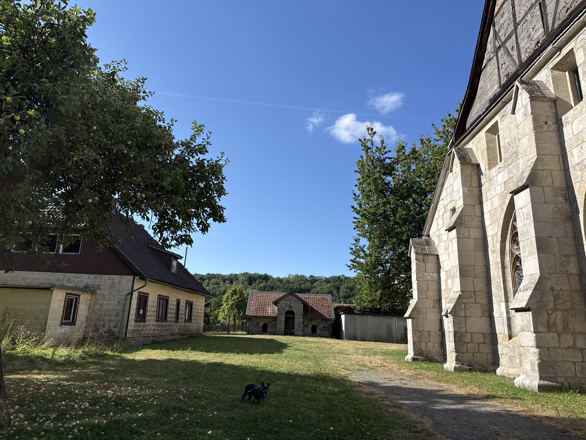 In the city of Walkenried, Germany, a scenic outdoor view captures a historical setting under a clear blue sky. Dominating the foreground on the right is the side of a large, imposing stone building, likely a church or an old monastery, with prominent buttresses and arched windows. To the left, a more modern, light-colored house with a dark red roof and a green garage door stands beside a large tree laden with apples. In the middle ground, a small, rustic stone building with a red-tiled roof, resembling a chapel or an outbuilding, is visible. A small, dark-colored dog on a leash is on the grassy lawn in front of this structure, appearing to be exploring. The area is covered in grass, with fallen apples scattered across the lawn near the house on the left. Lush green trees and a wooded hillside form the backdrop, suggesting a rural or semi-rural location within Walkenried. The overall atmosphere is serene and picturesque, bathed in bright daylight.