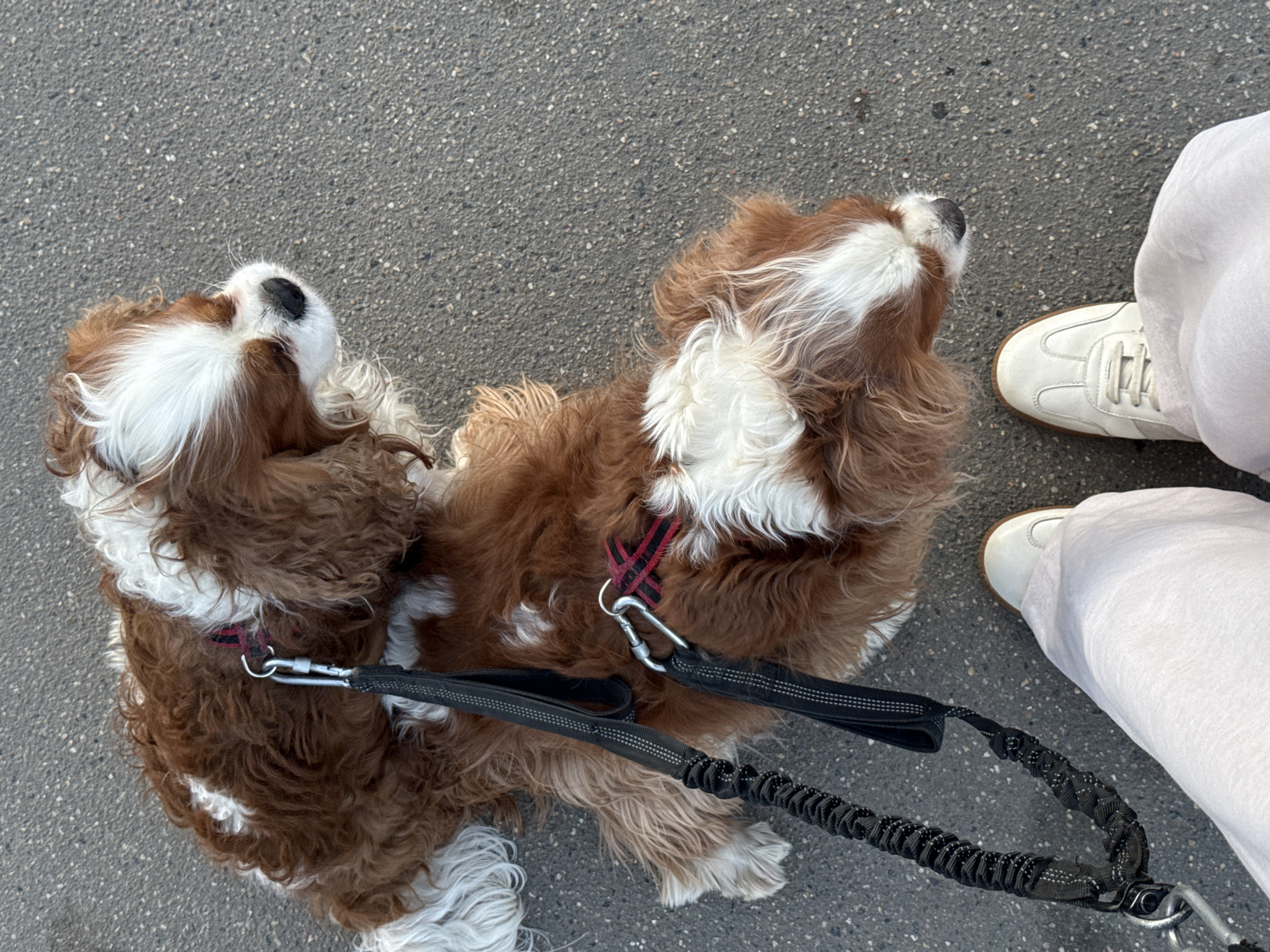 Two Cavalier King Charles Spaniels on leashes are looking up towards the right, standing on gray asphalt. A person wearing white pants and white sneakers stands to the right of the dogs.