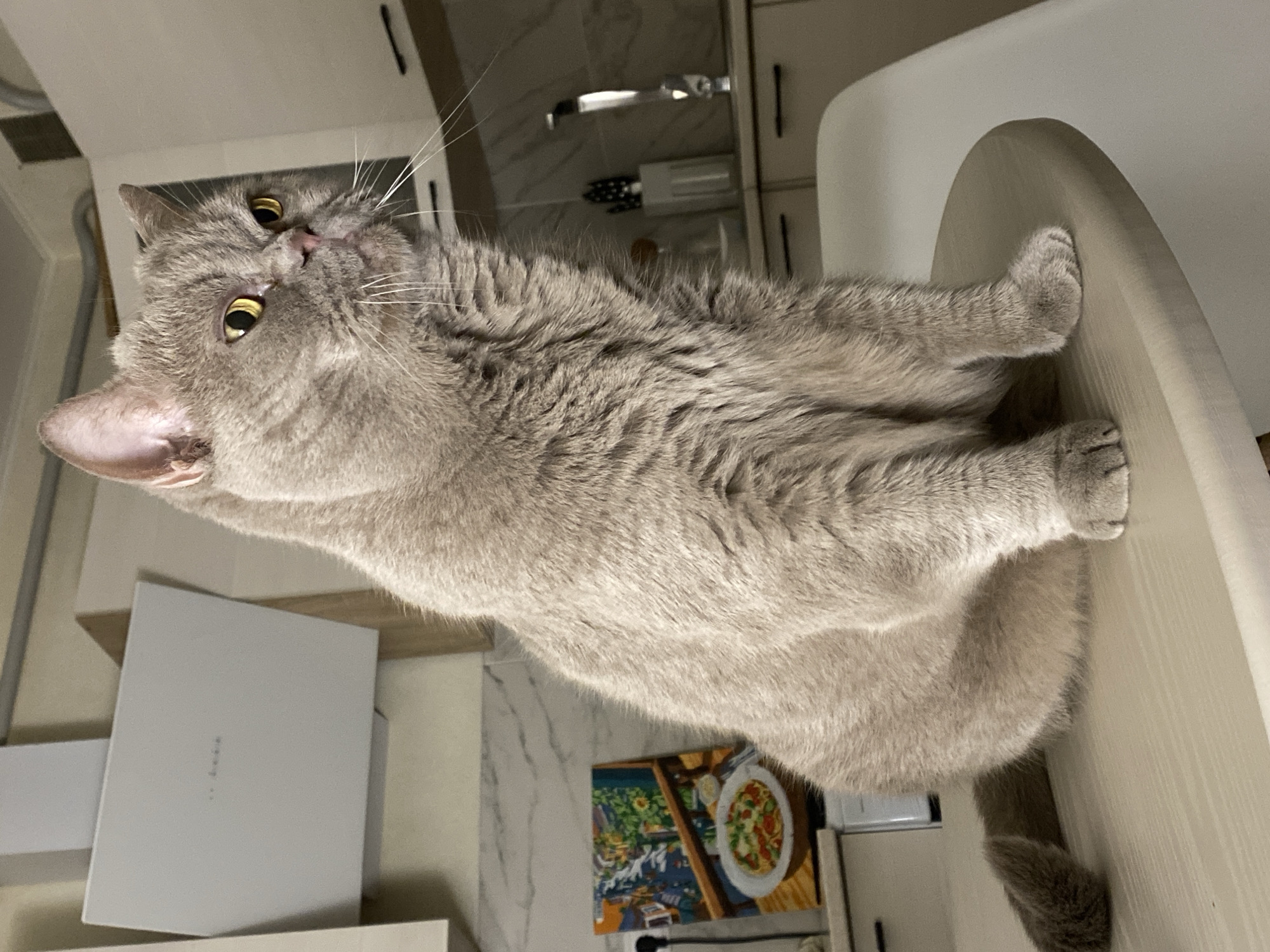 A fluffy gray cat with yellow eyes sits on a light-colored round table in a kitchen. The cat is facing to the right and appears to be looking at something outside the frame. The kitchen has white cabinets and a white range hood. There is a small painting of a plate of food on the counter to the left of the cat. The background is slightly blurred.