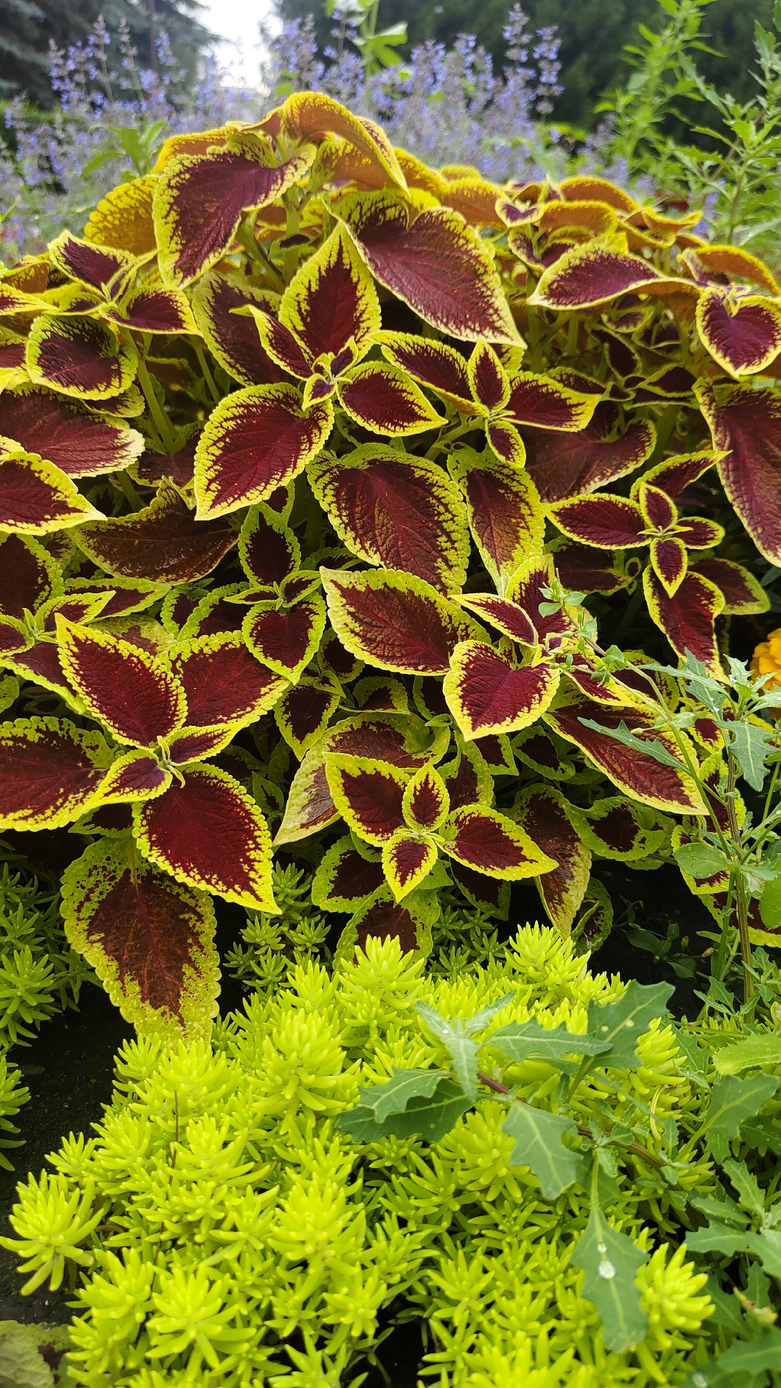 The image shows a close-up of a plant with large, velvety leaves in shades of deep red and bright yellow-green. The leaves have serrated edges and are arranged in a dense, bushy manner. In the foreground, a low-lying ground cover plant with small, bright green succulent leaves forms a carpet. The background is blurred, suggesting an outdoor setting, possibly a garden or park, with hints of other greenery and possibly flowers. The image is a still, unposed shot of plants. The metadata does not indicate a specific location within Krasnoyarsk, Russia.