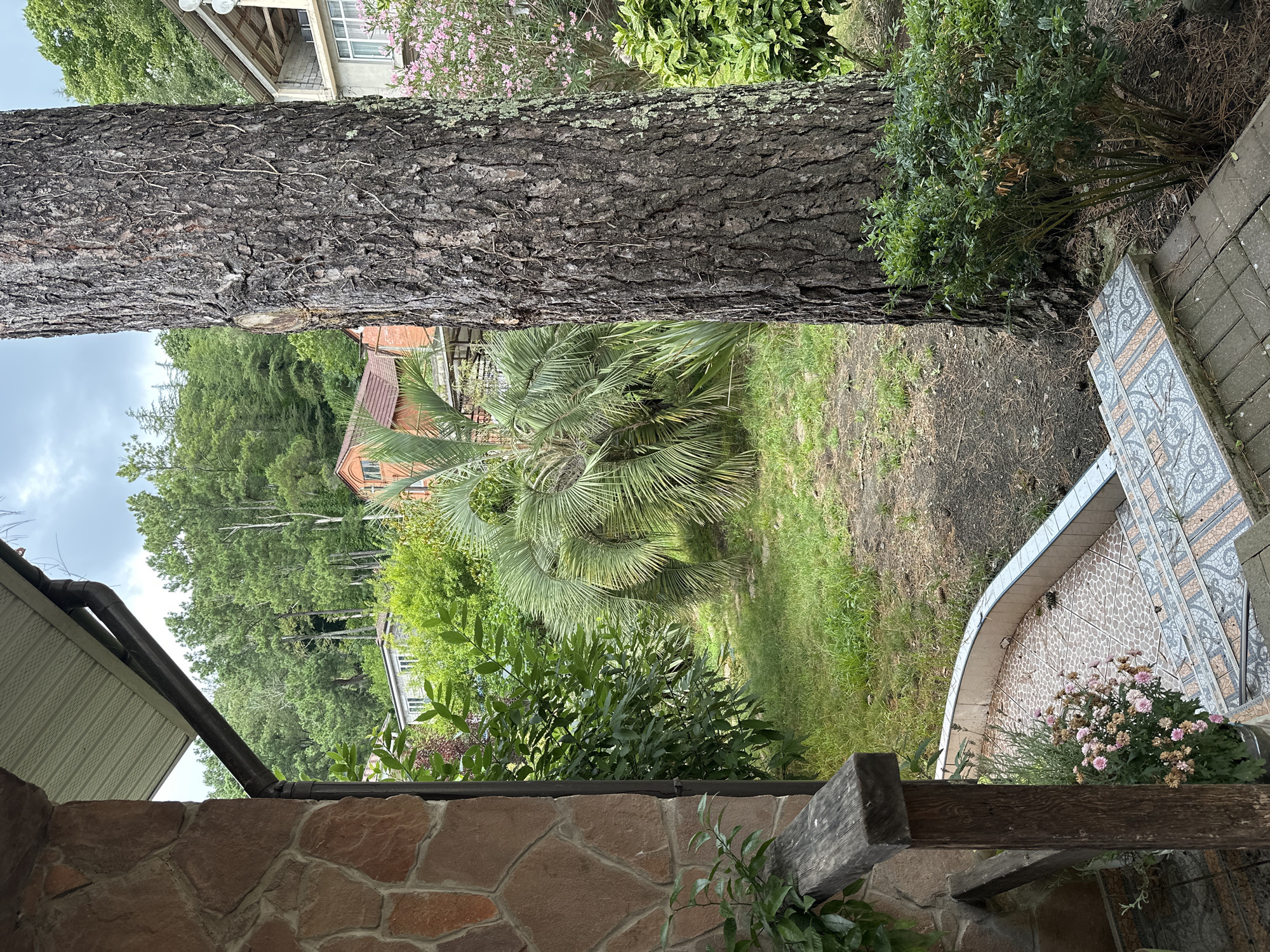 The image depicts a view from a stone-clad porch, looking out into a verdant yard with several houses and lush vegetation. A large, mature tree trunk dominates the right side of the frame. In the background, a two-story house with a white facade and a covered balcony is visible, with pink flowering bushes in front of it. To the left of this house, a smaller house with an orange-tiled roof and orange siding is partially obscured by trees. Further to the left, another house with a gray facade and white trim can be seen. The yard itself is covered in grass, with a pathway made of patterned tiles leading towards the houses. A palm tree stands prominently in the middle ground, its fronds fanning out. The overall setting suggests a residential area with a natural, somewhat overgrown landscape, consistent with the hilly terrain and subtropical climate of Sochi, Russia. The sky is overcast, indicating a cloudy day. There are no people or animals visible in the image, and no discernible actions or interactions are taking place. The scene is static and appears to capture a moment in time within this outdoor environment.