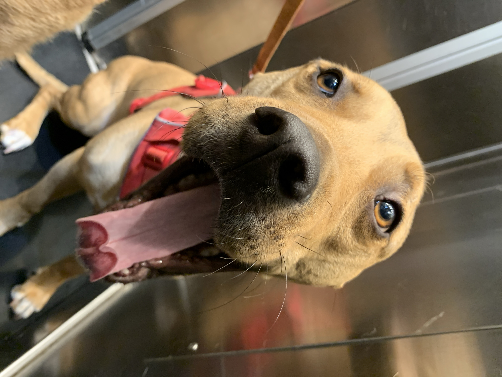 A tan dog with a red harness lies on a metallic surface. Its tongue is extended, and its face is close to the camera, filling much of the frame. The dog has brown eyes. The surface reflects the dog's image.
There's nothing in the image to indicate that it was taken in Tel-Aviv, Israel.