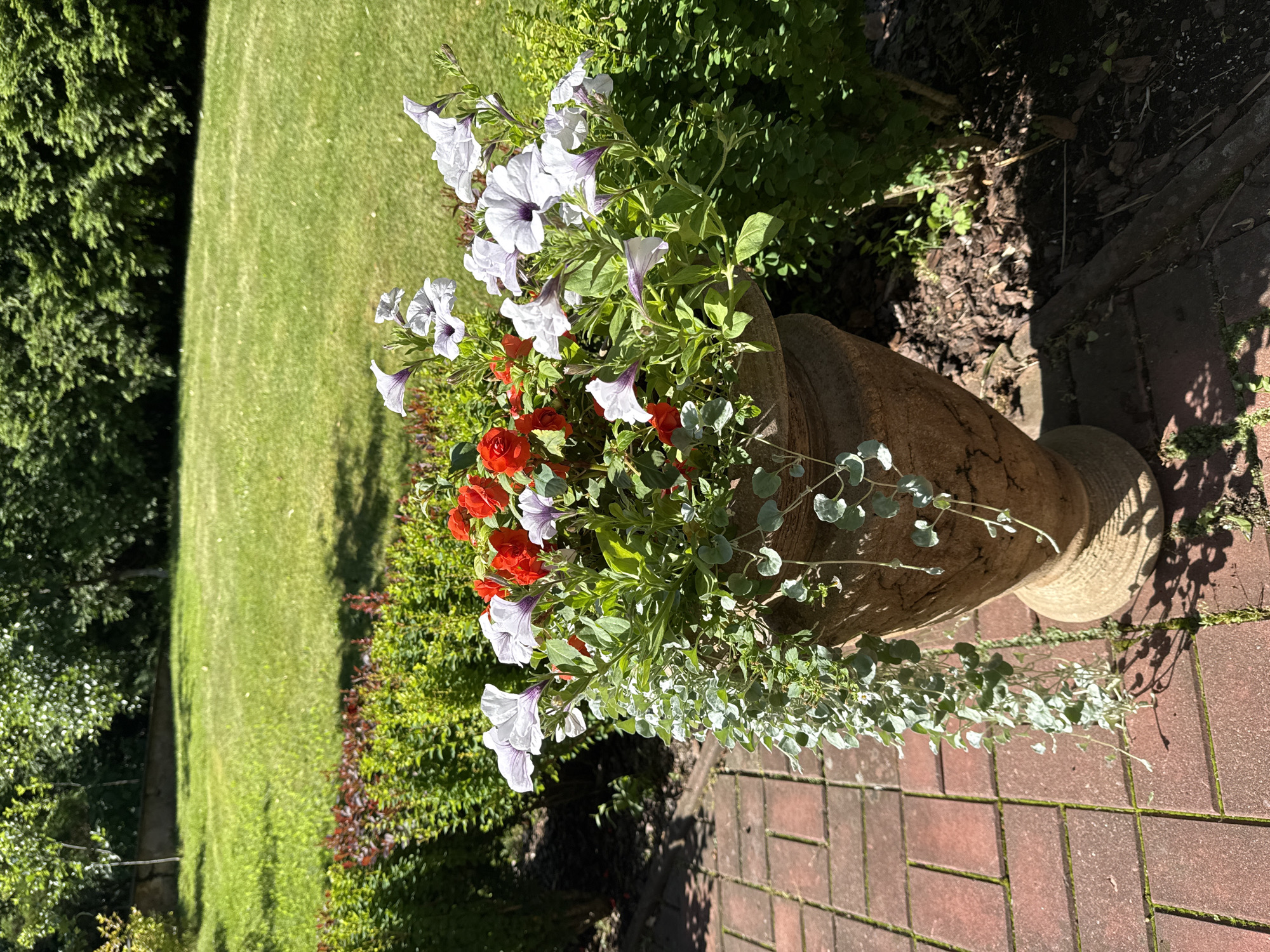 This is an eye-level, medium shot of a decorative terracotta planter filled with white and red flowers. The planter sits on a brick pathway, partially shaded by a dense green hedge. In the background, a lush, green lawn stretches out, bordered by more hedges and trees. The scene is set in a garden, likely in the city of Yukki, Russia, during daylight hours. The focus is on the planter and its vibrant floral contents.