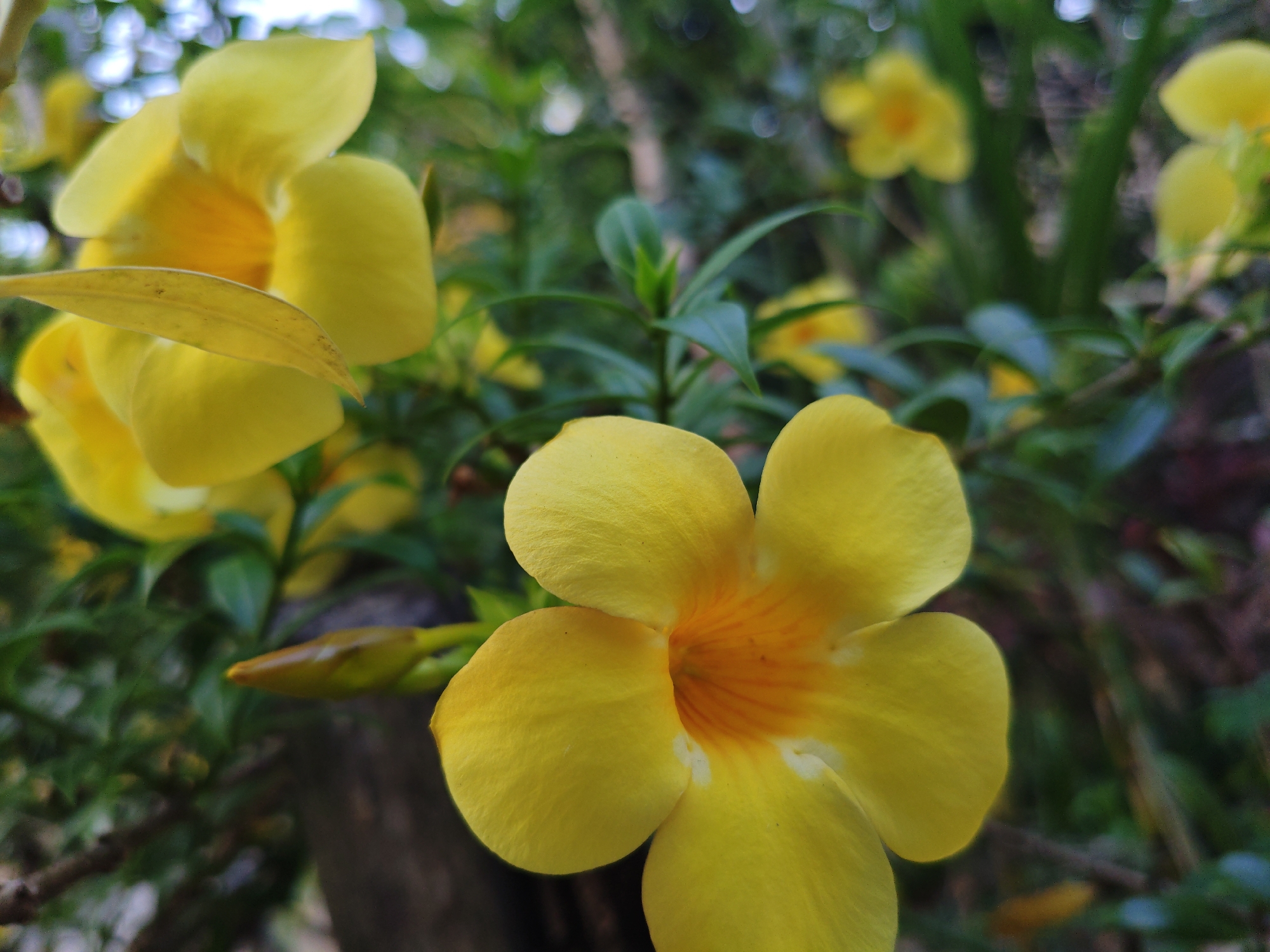 A close-up, outdoor photograph focuses on a cluster of bright yellow flowers with orange throats. One flower in the foreground is sharply in focus, displaying five distinct petals and a vibrant, textured center. In the background, other yellow flowers and green foliage are softly blurred, suggesting a garden or natural setting. The lighting appears to be natural daylight. The scene is located in Tanjongmesjid, Indonesia.