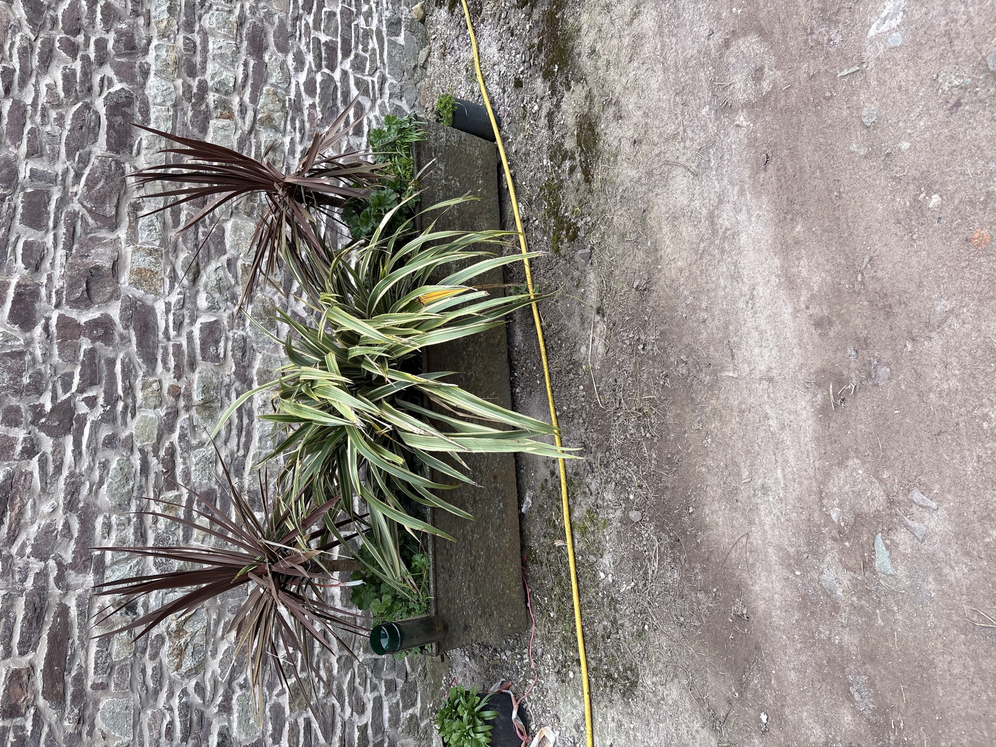 A stone planter is positioned against a stone wall. The planter contains a variety of plants, including two reddish-brown plants with spiky leaves and a larger plant with green and white striped leaves. A yellow hose runs along the ground next to the planter. The ground is a mix of dirt and small stones. The wall is made of irregularly shaped stones. The location is Longden, United Kingdom.