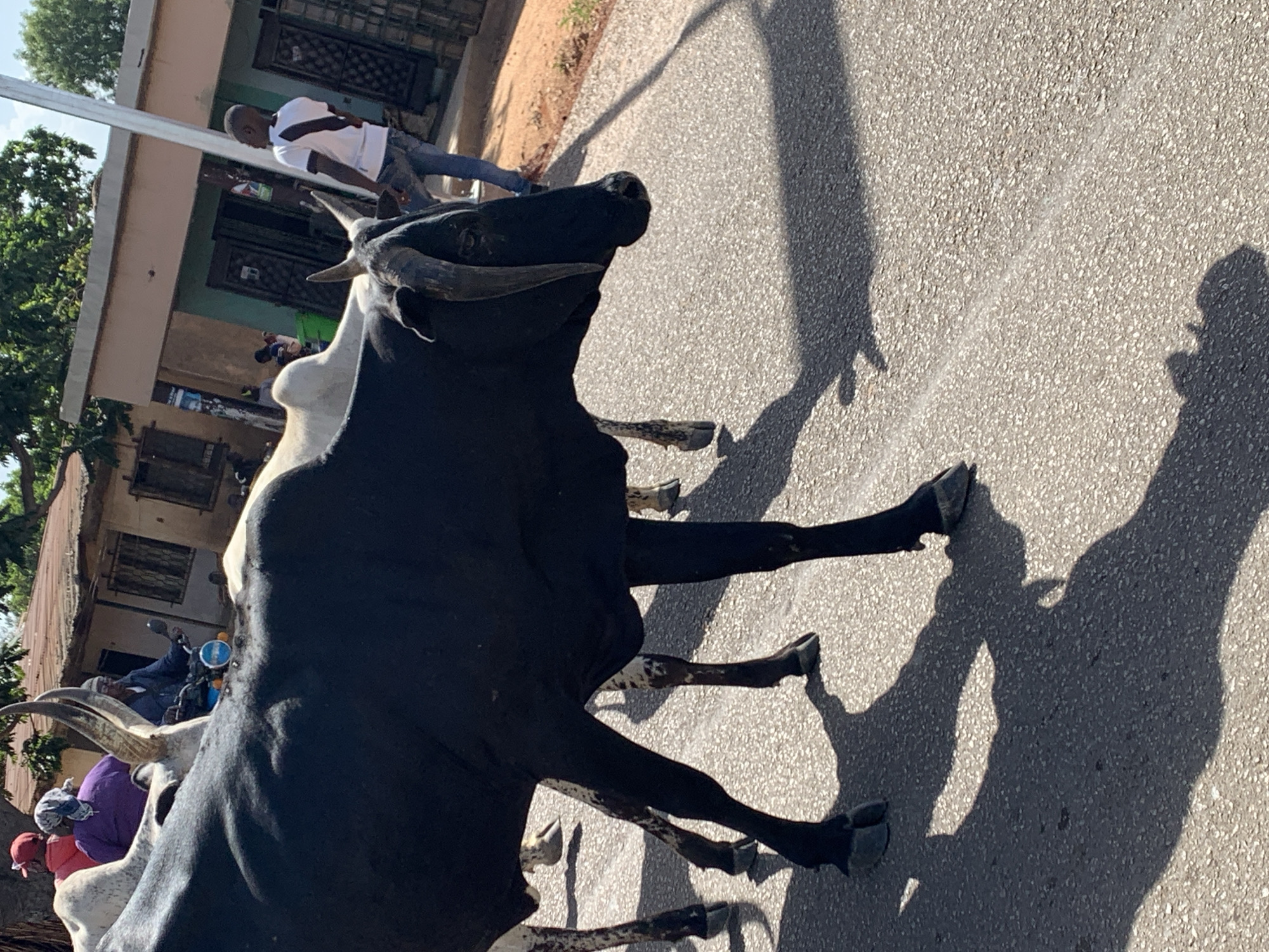 The image shows two cows on a paved road in Vom, Nigeria. The first cow, closer to the viewer, is predominantly black with white markings. The second cow is mostly white. Both cows have long, curved horns. People are nearby. One man is wearing a white shirt. In the background, there are buildings with doors and windows, and greenery. The scene is brightly lit, casting shadows of the cows and people on the road.