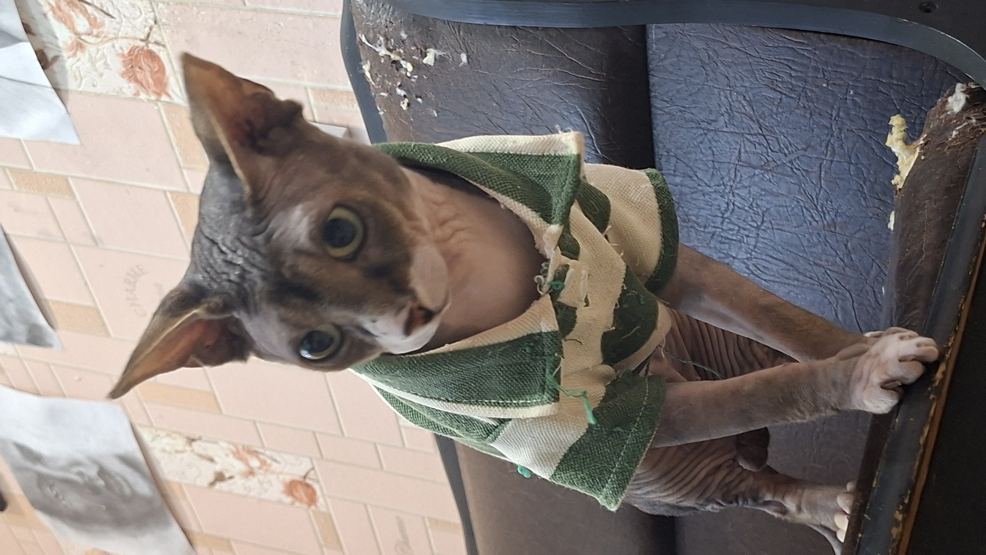 A hairless cat, wearing a green and white striped sweater, is perched on the edge of a brown, worn leather couch. The cat has large ears and green eyes. The background shows a tiled wall with some framed pictures or drawings hanging on it. The couch appears damaged in places, with stuffing showing through. The image is taken indoors, likely in a residential setting. The location is specified as Myadzyel, Belarus.