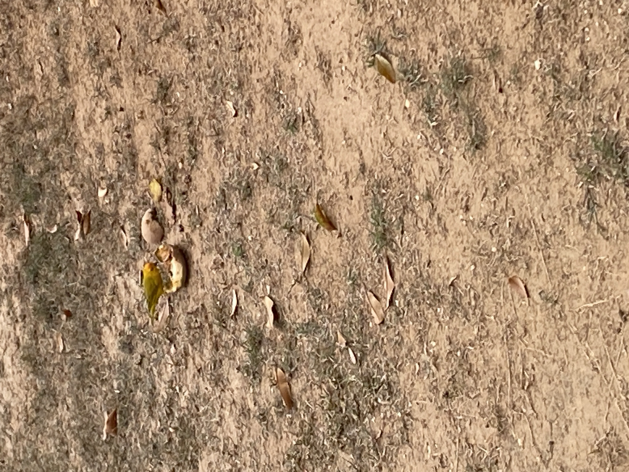 The image depicts a patch of dry, cracked earth with scattered small leaves and sparse vegetation. In the left portion of the image, a green bird stands near a partially cracked eggshell. The setting is likely outdoors in Tinaquillo, Venezuela.