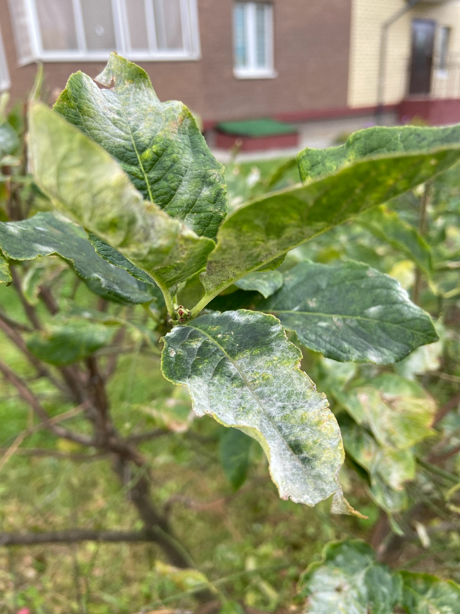 A close-up, outdoor photograph shows a branch of a leafy plant, likely in a residential area of Balashikha, Russia, given the background. The leaves are a vibrant green, but many exhibit signs of powdery mildew, a white, fuzzy fungal growth that coats the surfaces and edges of the foliage. Some leaves also show yellowing or brown discoloration, indicating stress or disease. The plant's branches are visible, some appearing bare and woody. In the background, a building with brown and yellow siding and white-trimmed windows is out of focus, suggesting it is some distance away. The ground beneath the plant is covered in green grass and other low-lying vegetation. The lighting is diffused, indicating an overcast day or shade. There are no people or animals visible in the image. The overall scene depicts a plant suffering from a common horticultural ailment in a suburban setting.