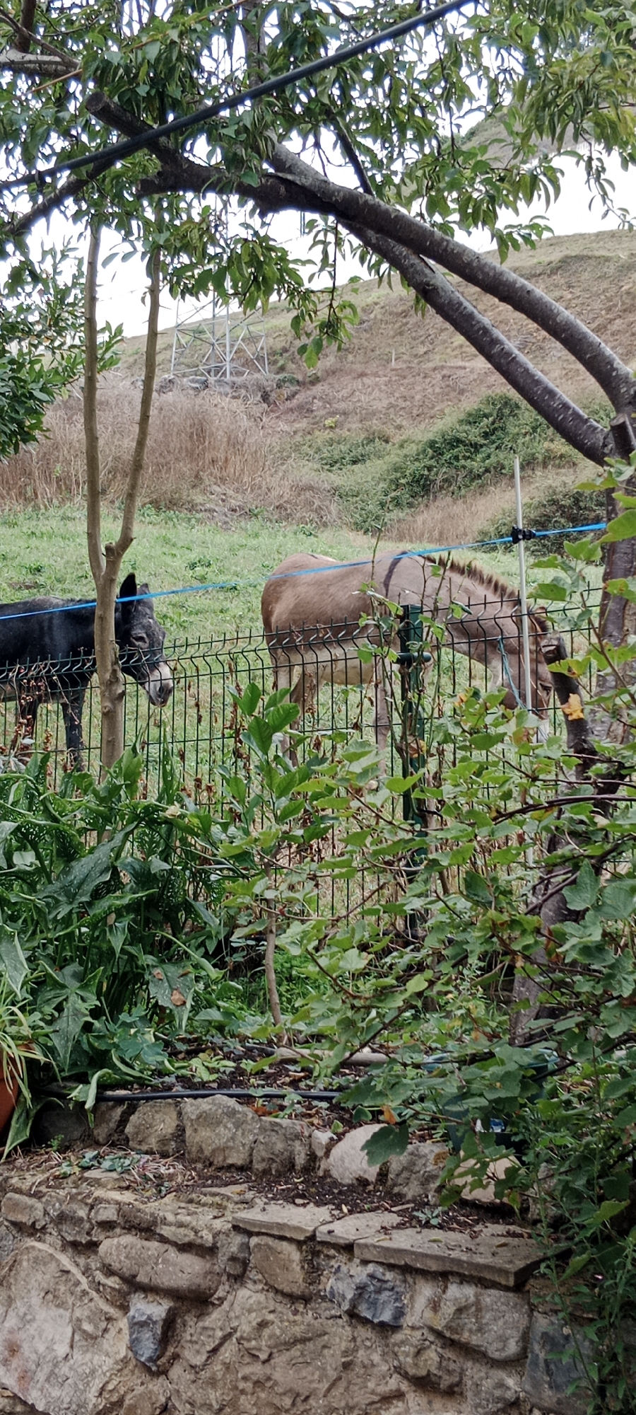 In Lena, Spain, a scene unfolds behind a wire fence, where two donkeys are present. The donkey on the left is black, with its head slightly lowered and facing towards the viewer. The donkey on the right is a lighter brown, with its body angled away, head down, and appears to be grazing. Both animals are confined by the fence, and a blue cord or rope stretches between them. The environment is characterized by green grass, dry brush, and some trees and plants, suggesting a rural or semi-rural setting. A stone wall is visible in the foreground, and a metallic structure, possibly a pylon or transmission tower, is discernible on a grassy hillside in the background. The lighting suggests it is daytime.