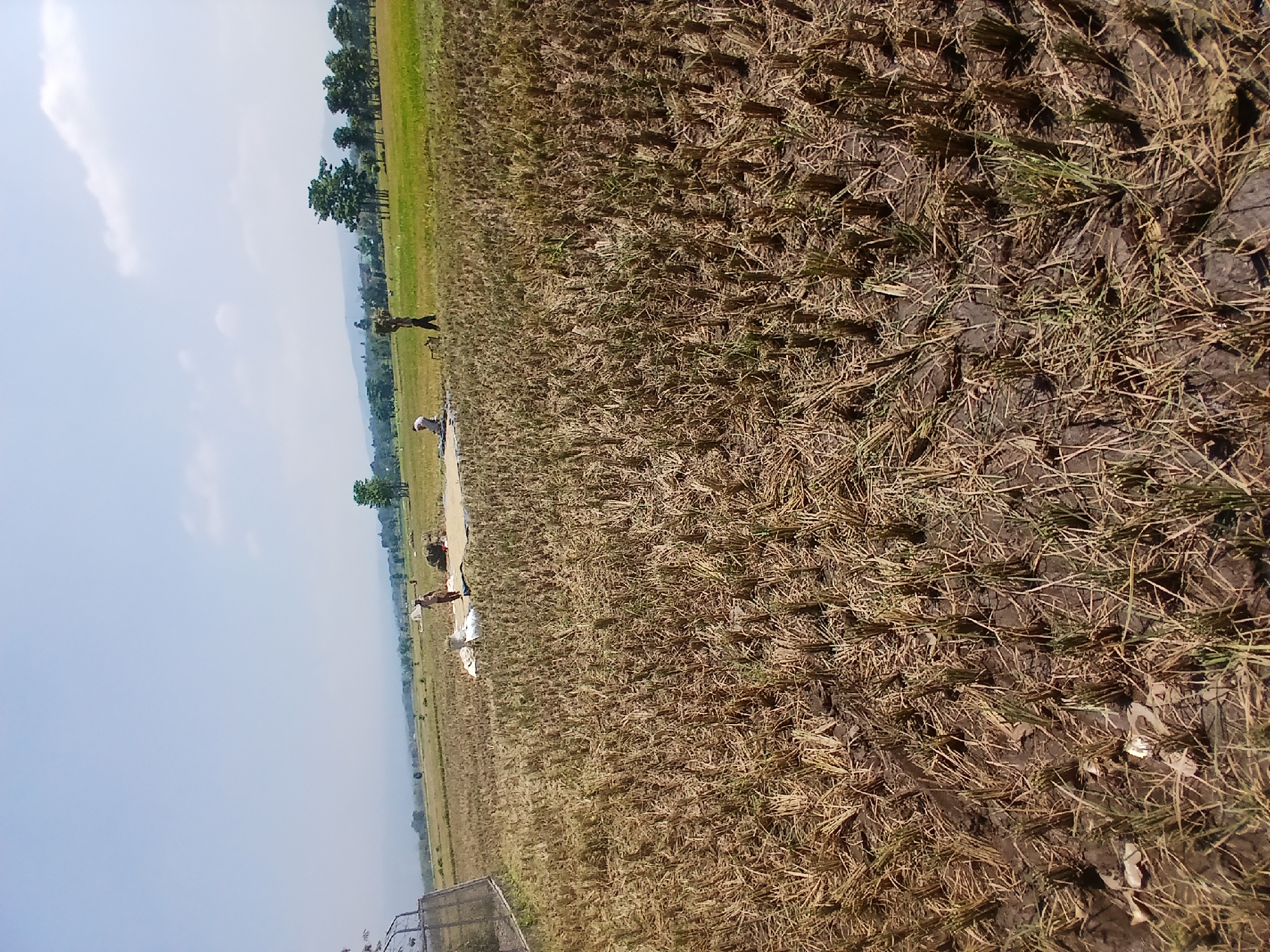 The image depicts a harvested rice field in Tenggarang, Indonesia, with the stubble of rice stalks dominating the foreground. Several individuals are visible in the middle ground, engaged in agricultural activities. One person is carrying a bundle of harvested rice on their head, while another appears to be working on a tarp laid out on the ground. In the distance, a flat, green landscape stretches towards a line of trees and a hazy mountain range under a clear, pale blue sky. A fence-like structure is present on the left side of the image.