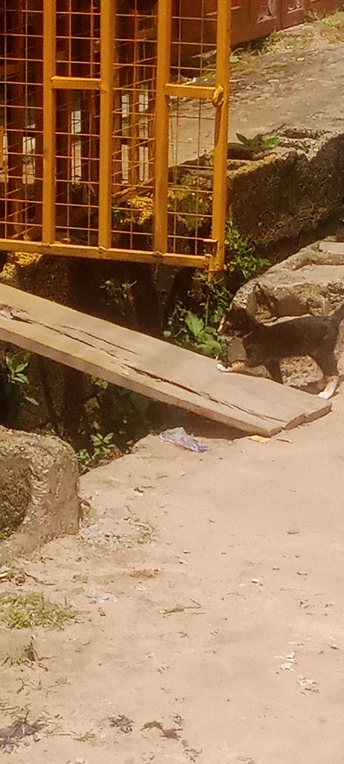 This image, taken in Gauraka, Nigeria, depicts an outdoor scene featuring a segment of a pathway or roadside. In the upper left quadrant, a yellow-painted metal grate or fence structure with a square grid pattern is prominently visible, suggesting a barrier or enclosure. Below this structure and extending horizontally, a single wooden plank, approximately 0.9 meters long and light brown in color, serves as a makeshift bridge across a shallow depression or change in ground level. The plank slopes gently downwards from left to right.
To the right of the wooden plank, a small, dark-furred animal, possibly a cat or small dog, with distinct white paws, is captured in motion or paused on the pathway. The animal is oriented towards the right side of the frame. The ground surface consists primarily of reddish-brown dirt or sand, exhibiting an uneven texture with scattered small stones and sparse patches of green grass and weeds. Concrete or natural stone blocks, rough in appearance, support an elevated section of ground and border the lower pathway. A small, crumpled transparent plastic bag lies on the dirt ground near the right end of the wooden plank. Background elements, seen through the yellow grate, are blurred but suggest a street or open area with distant architectural features. The lighting indicates daylight conditions. No human figures are present.