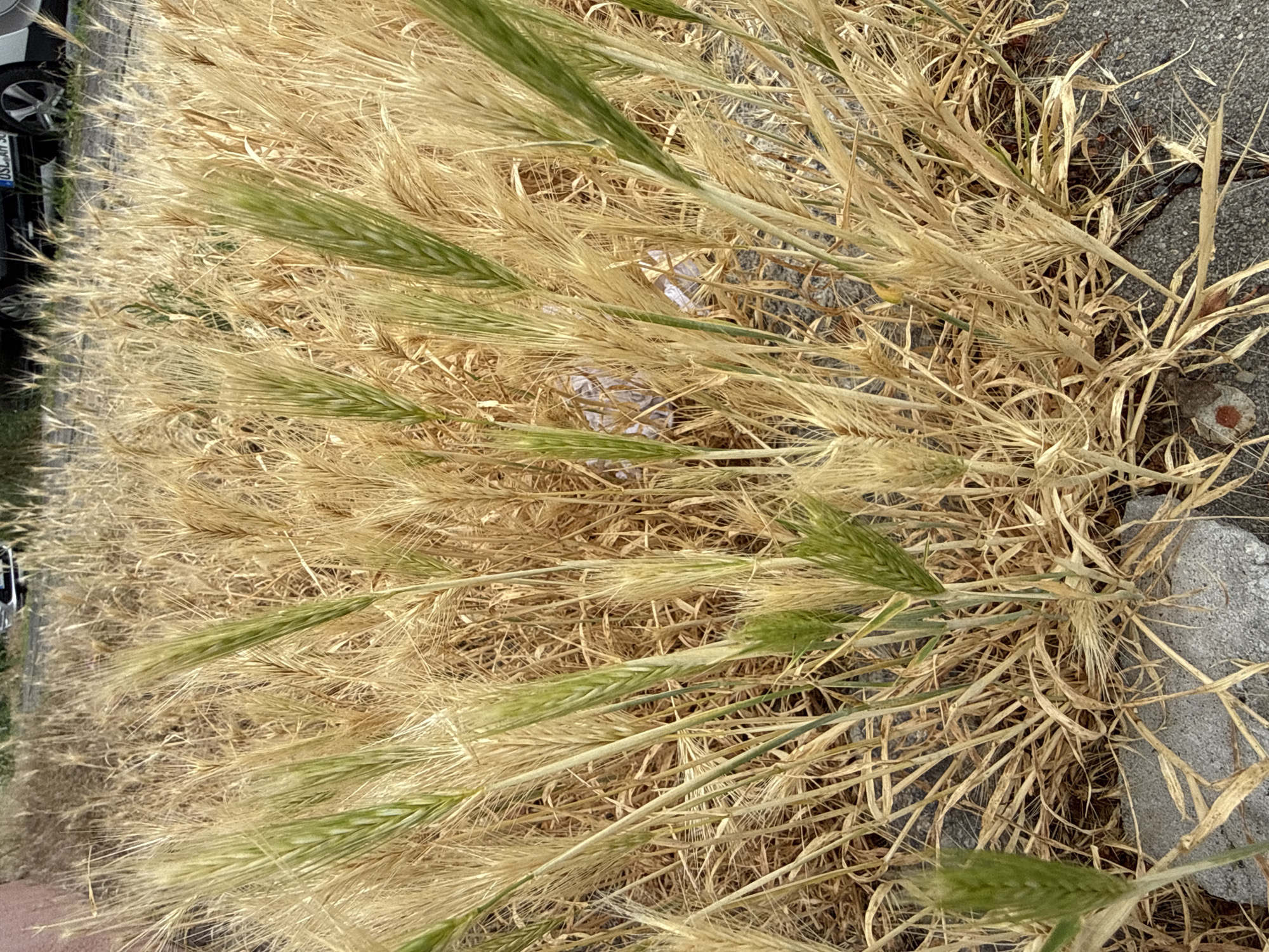 In Rathenow, Germany, a close-up, eye-level shot captures a patch of dry, golden grass interspersed with some green stalks. The grass is dense and appears to be growing from a textured, grey surface, possibly a sidewalk or road, with some larger grey stones or concrete fragments visible at the bottom. In the background, partially obscured by the grass, is a sliver of a dark-colored vehicle, suggesting an urban or roadside setting. The overall impression is one of natural growth in an urban environment, with the dry grass indicating a warm or dry season.