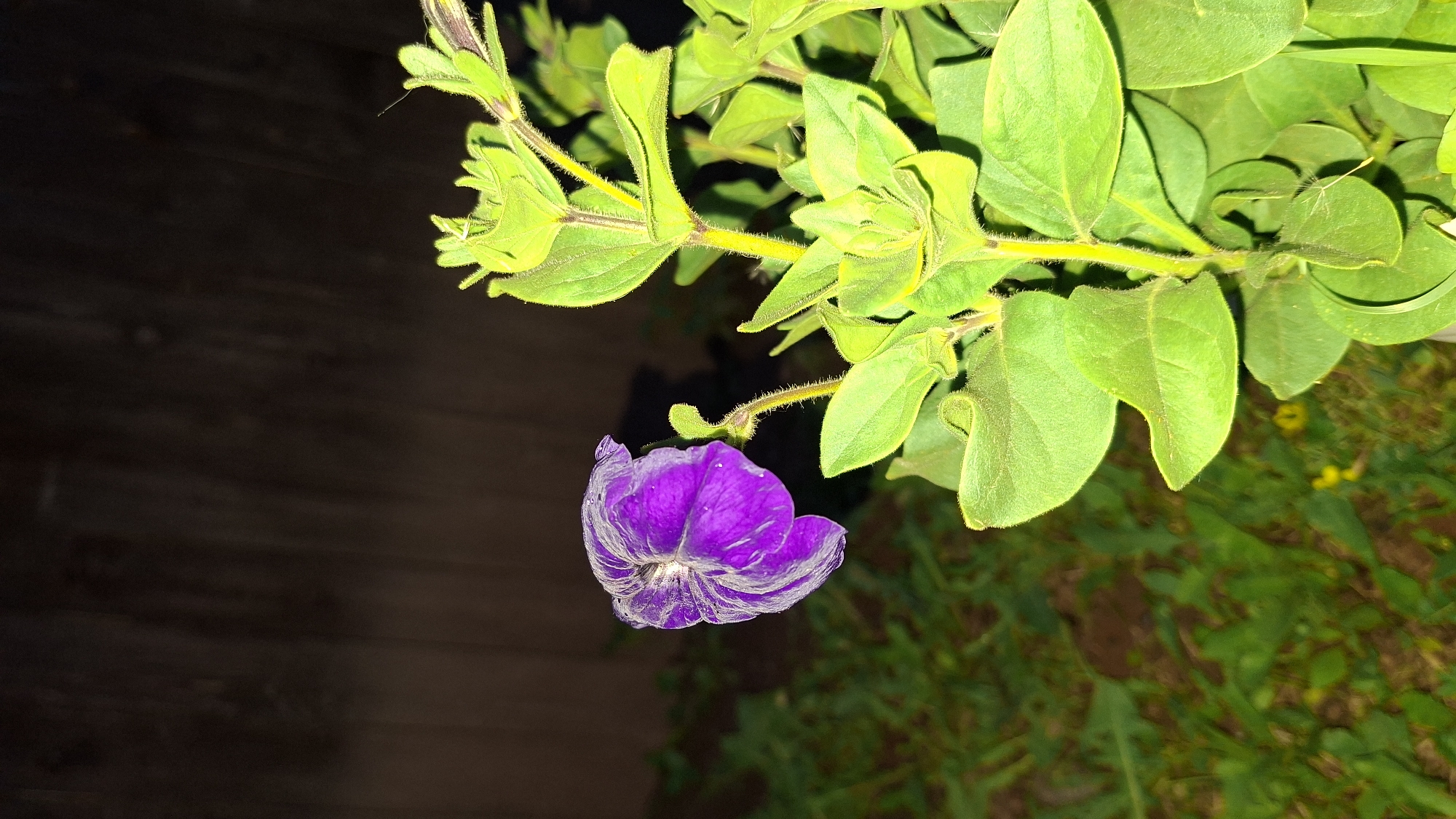 The image is a close-up, horizontally oriented shot of a plant featuring a vibrant purple flower and green leaves, captured in low light conditions. The primary subject is a single, large purple flower, likely a petunia, positioned towards the lower center-left. Its petals are a deep, rich purple with visible lighter veins or ridges, and the center appears lighter, possibly white or pale yellow.
Above and to the right of the flower, a network of bright green leaves and stems fills the upper and right portions of the frame. The leaves are ovate with slightly wavy edges, and both the leaves and stems are covered in fine, short hairs, visible due to the direct illumination. Several small, green flower buds are also visible on the stems, indicating further growth.
The background on the left side of the image is a dark, indistinct surface with visible horizontal lines, suggesting a wooden fence, wall, or dark paneling. The background on the right side is a blurred expanse of darker green, possibly other foliage or ground cover. The lighting is artificial, likely from a flash or spotlight, strongly illuminating the plant against the very dark, almost black, surroundings, indicating the photo was taken at night or in a very dim environment. There is no discernible activity taking place, nor any visible text in the image.