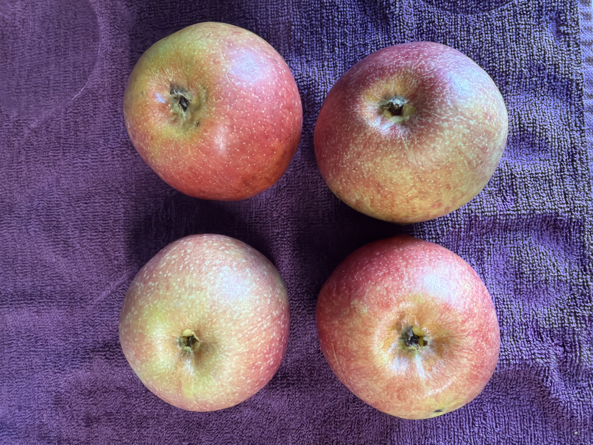 The image shows four apples arranged on a purple towel. The apples are round and have a red and yellow coloration. The towel has a textured, woven surface. The scene is indoors under ambient lighting. There is no indication that the photograph was taken in the city of Arinj, Armenia or any indication as to the location of where the image was taken. There are no people visible in the image.