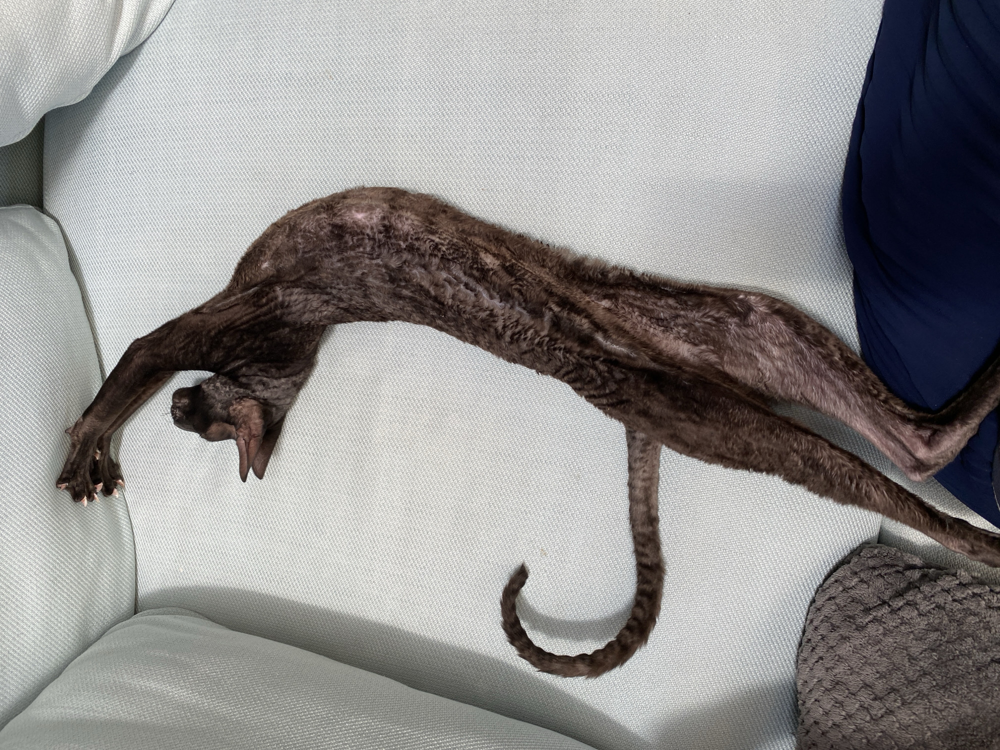 An elongated, dark brown Cornish Rex cat with curly fur is stretched out across a light blue sofa. Its body is contorted, with its head tilted back and its front paws extended upwards, revealing pink toe beans. Its long, thin tail curls in a C-shape. The cat is the sole subject in the image, which appears to be an indoor scene. The background consists of the sofa and a dark blue fabric, possibly clothing, at the bottom right of the frame. There is no information in the image to suggest a location in Flammersfeld, Germany.