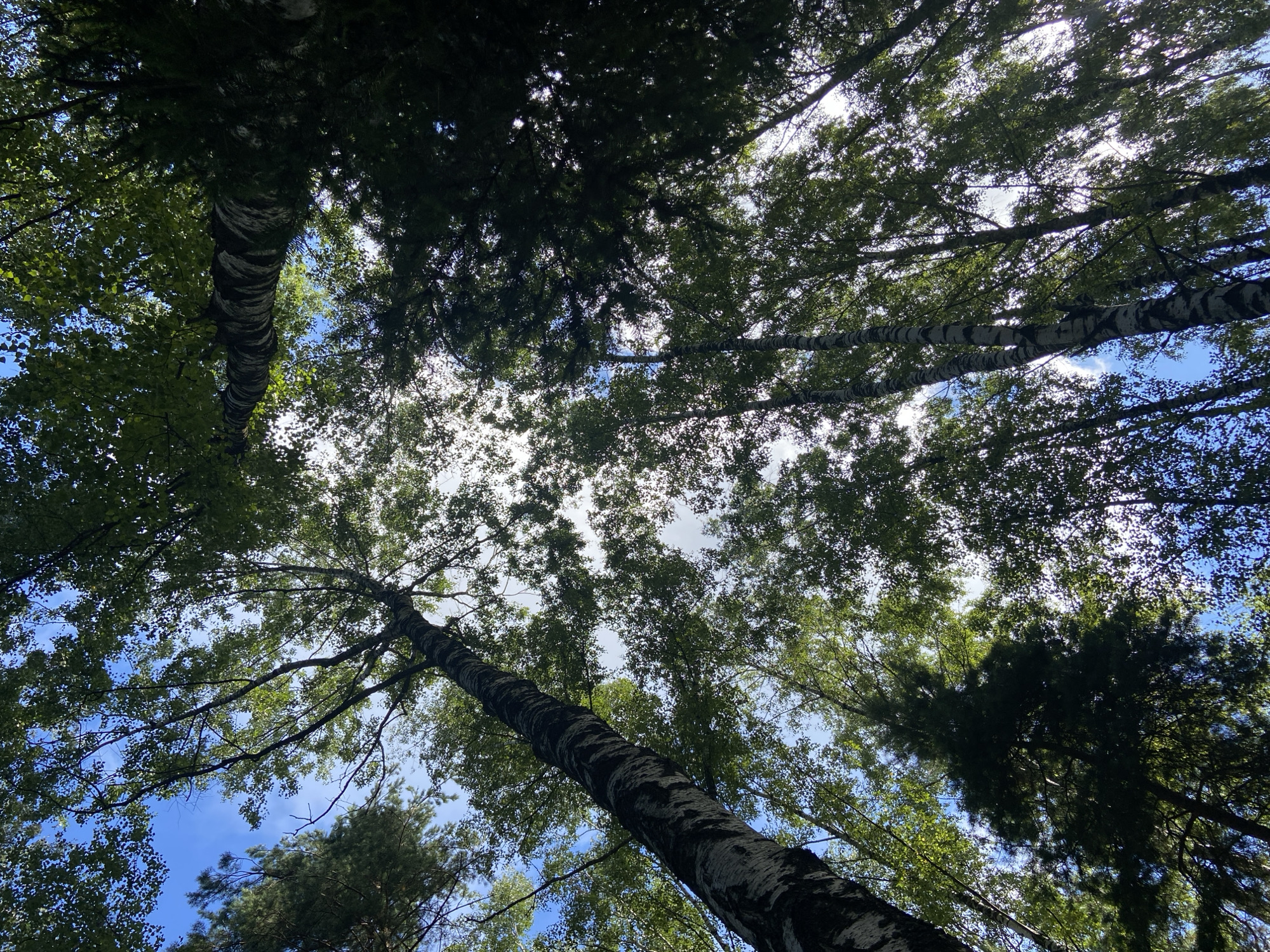 This image shows a view looking up through the canopy of a forest, likely in Зимородок Днп, Russia. Tall trees, predominantly birch trees with their characteristic white and black bark, dominate the scene. Their branches and dense green leaves are silhouetted against a bright blue sky with scattered white clouds. Sunlight filters through the leaves, creating a dappled effect. A dark green coniferous tree is also visible among the birch trees. The perspective is from ground level, emphasizing the height and density of the forest.