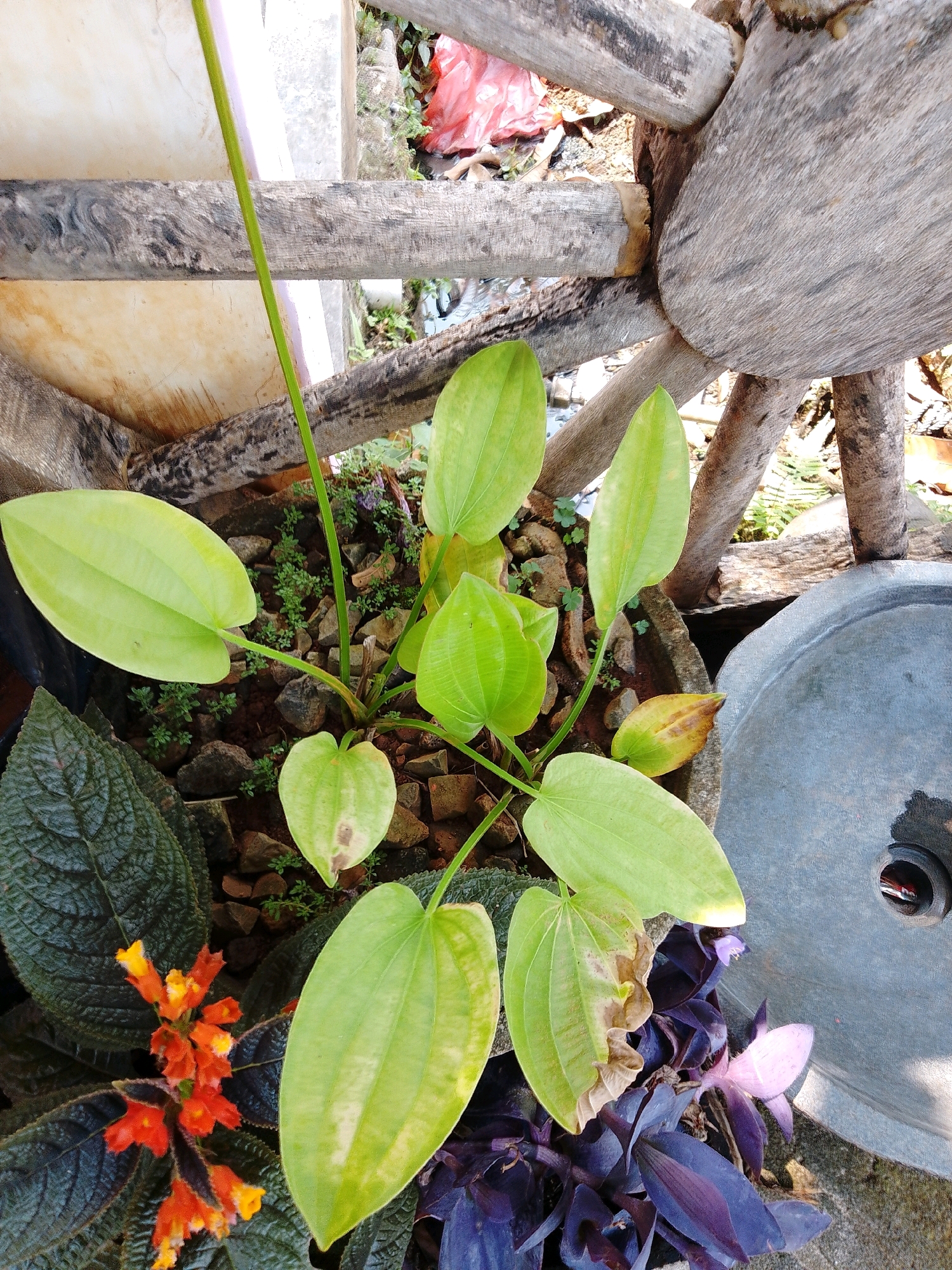 The image depicts an outdoor scene in Cikal, Indonesia. In the foreground, a potted plant with broad, light green leaves and some brown spotting is visible. To the left, there is a plant with dark green, textured leaves and small orange and yellow flowers. Behind these plants, parts of a rustic wooden structure, resembling a wagon wheel, are present. A grey, circular object, possibly a pot or basin, is visible on the right. The ground is covered with small rocks and soil. The background shows more greenery and what appears to be a red plastic bag. The scene is well-lit, suggesting it was taken during the day. No people or animals are present.
