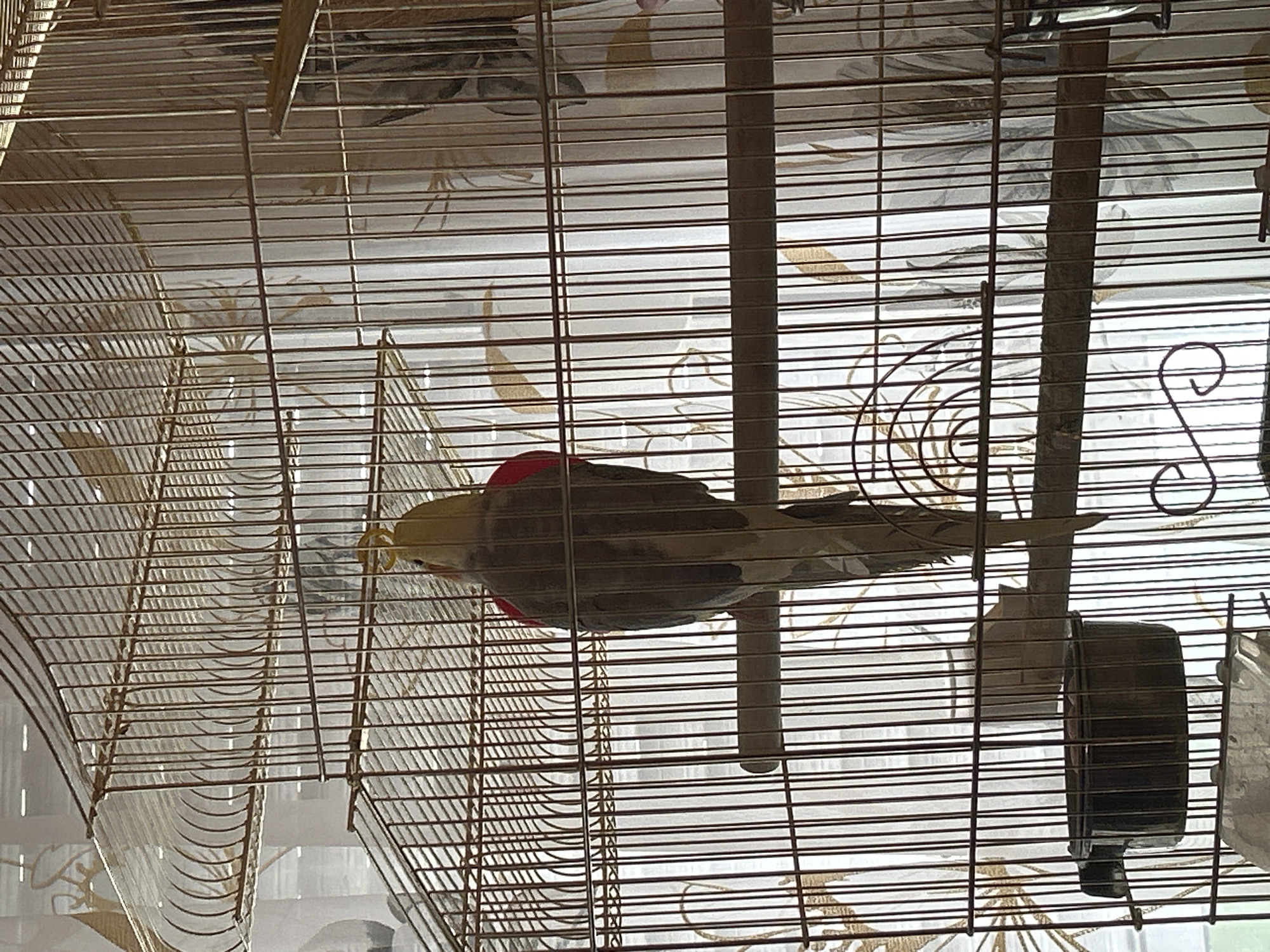 The image shows a bird, likely a cockatiel, inside a wire cage. The bird has a red patch on its head and gray and white plumage. Inside the cage, there are perches, a food dish, and potentially a water source. The background behind the cage appears to be a patterned curtain or wall covering. The scene is indoors, and due to the limited visual information, a specific location in Sofia, Bulgaria cannot be confirmed.