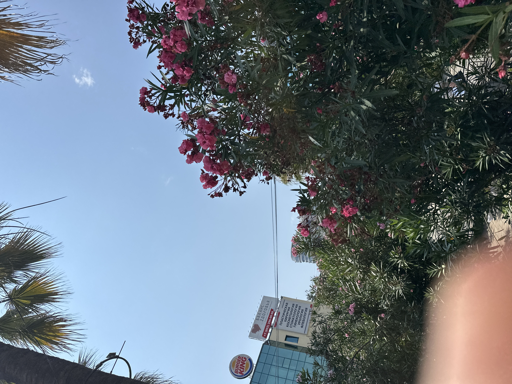 The image is a street-level shot taken in Sochi, Russia. In the foreground, lush green foliage with vibrant pink oleander flowers dominates the scene. To the left, a portion of a modern glass-fronted building is visible, topped with a Burger King sign. Next to the Burger King sign is a billboard with Cyrillic text, the largest of which reads "БАЛАНС ЗДОРОВЬЯ" (Health Balance), followed by a phone number and a list of medical services including "ПЛАСТИЧЕСКАЯ ХИРУРГИЯ" (Plastic Surgery), "КОСМЕТОЛОГИЯ" (Cosmetology), "СТОМАТОЛОГИЯ" (Dentistry), "ГИНЕКОЛОГИЯ" (Gynecology), "УРОЛОГИЯ" (Urology), and "ФЛЕБОЛОГИЯ" (Phlebology). In the background, another building with white balconies is visible. Palm trees frame the upper left and right portions of the image, with their fronds silhouetted against a clear blue sky with a few wispy clouds. The overall impression is a sunny, urban environment.