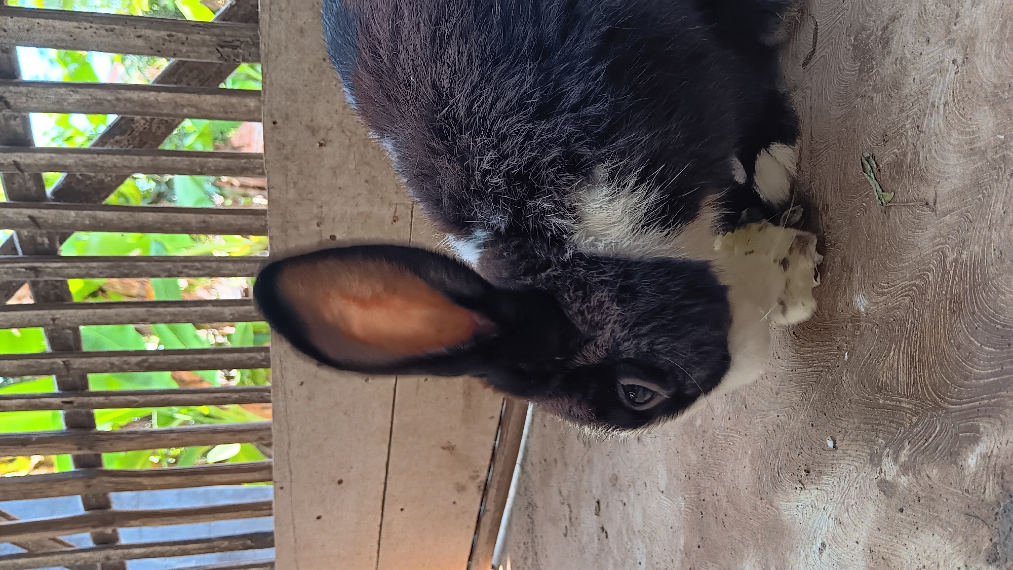 A black and white rabbit is chewing on a piece of light-colored food. The rabbit is positioned in the foreground, with its head turned to the left. It is sitting on a textured, light brown surface. In the background, there is a wooden fence with vertical slats, and beyond that, green foliage is visible. The scene appears to be outdoors, possibly in a rural or semi-rural setting in Sonobekel, Indonesia, indicated by the style of the fence and the vegetation.