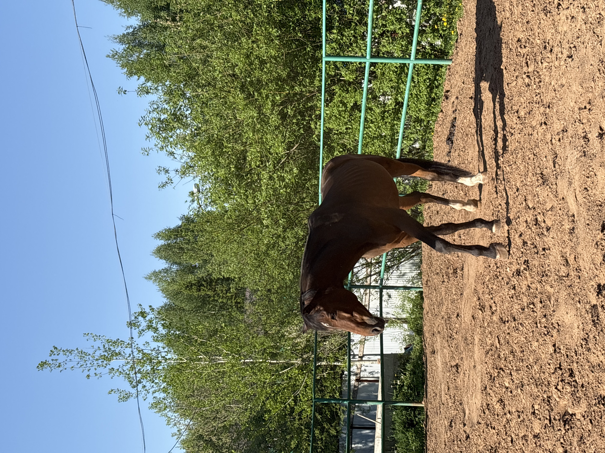 The image shows a brown horse standing in a dirt paddock. A green fence surrounds the area, with trees visible beyond it. The sky is blue and sunny. The location is Русский Вожой, Russia.