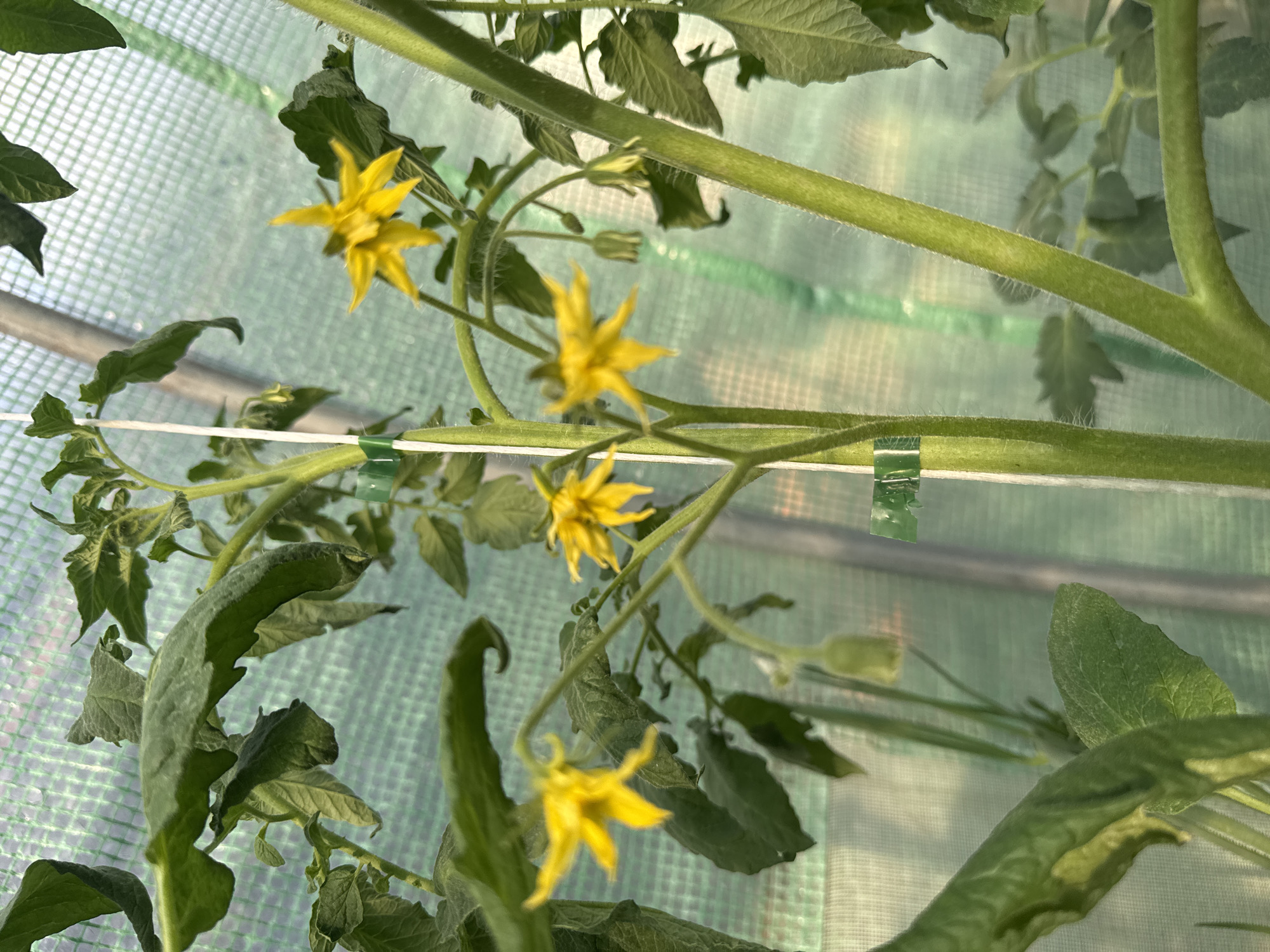 The image depicts a close-up view of a tomato plant inside a greenhouse. The plant has several vibrant yellow flowers and green leaves, with some leaves showing signs of curling. The plant is supported by a white horizontal support line, secured with green clips. The greenhouse structure is visible in the blurred background, with a translucent, gridded plastic covering. No people are visible. The location in the city of Sarnevo, Bulgaria is not discernible from the image.