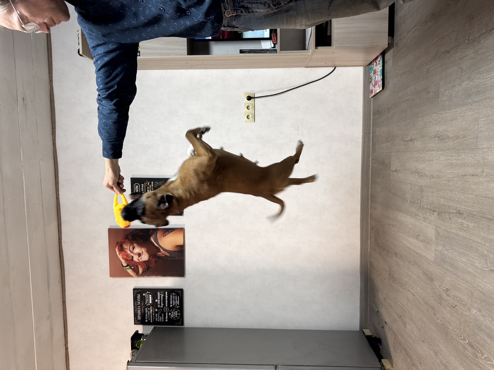 The photograph, taken indoors, shows a man playing with a dog, possibly in a home located in the city of Chaikovsky, Russia. The man, visible only from the torso up and wearing a dark blue shirt with a small pattern, holds a yellow toy in his hand. He appears to be teasing the dog, a mid-sized brown breed, which is airborne, suspended mid-jump, presumably reaching for the toy.
In the background, a light-colored wall is adorned with two framed art pieces and a small, framed text or poster, placed vertically one above the other. Above these is a low-hanging wall-mounted shelf unit with a TV and a variety of smaller objects. Adjacent to the plain wall is a vertical, textured surface. The floor is composed of light-colored wood planks. A power outlet is also visible on the wall. A kitchen appliance is seen on the bottom left of the image.