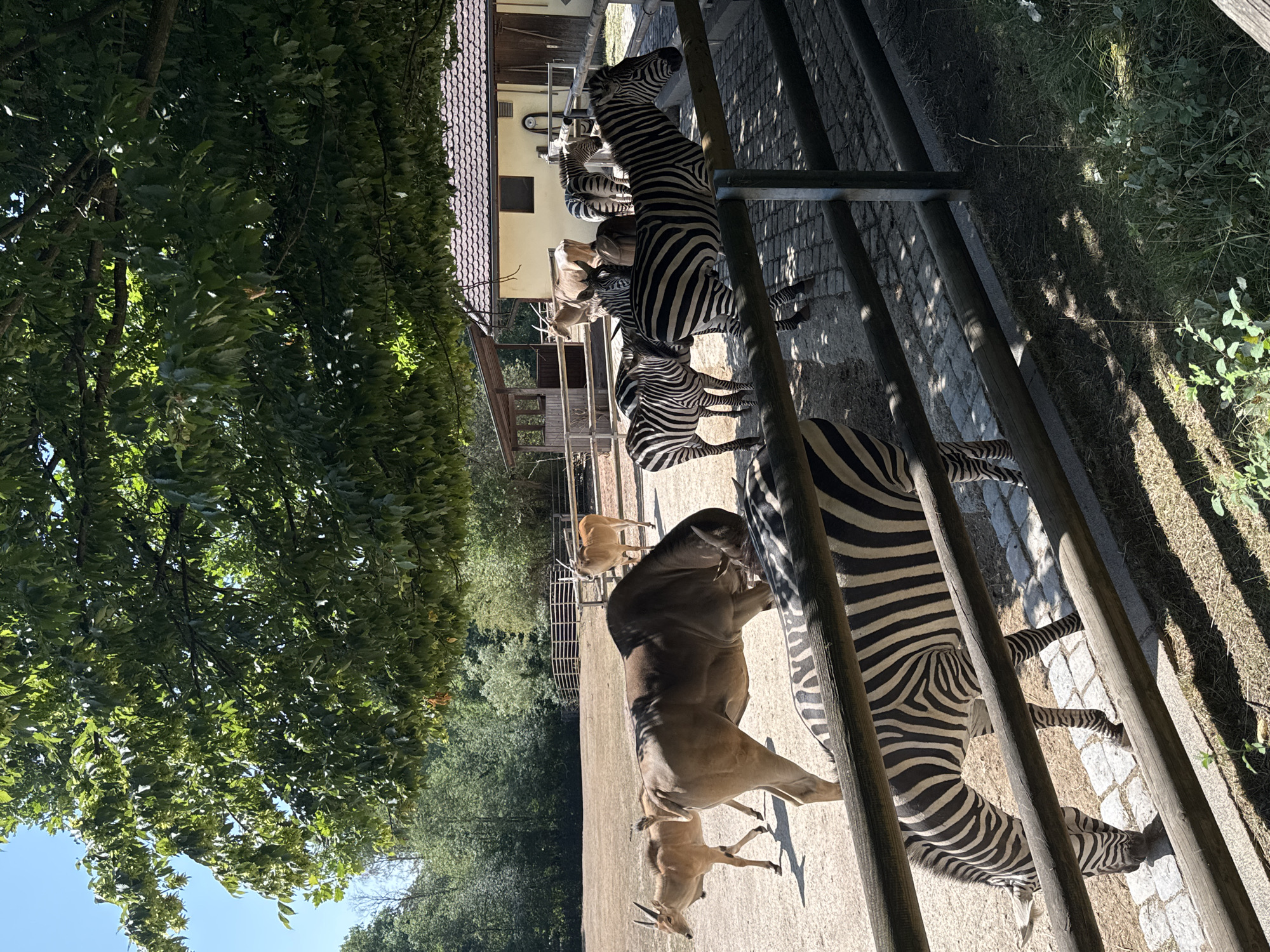 The image depicts an outdoor enclosure at the Nuremberg Zoo in Germany, populated by several zebras and other hoofed animals. A large, light-brown eland is prominent in the center-left, facing away from the camera. To its left, a smaller, tan-colored antelope with horns walks away. In the background, another tan antelope stands facing left. The foreground is dominated by zebras. One zebra is facing left and grazing near a wooden fence. To its right and behind it, a group of four zebras are clustered together. A light-colored building with a tiled roof is visible in the background, with a wooden fence line running in front of it. The ground is a mix of dry dirt and cobblestone. The enclosure is shaded by the branches of a large, leafy tree. The sky is clear and blue.