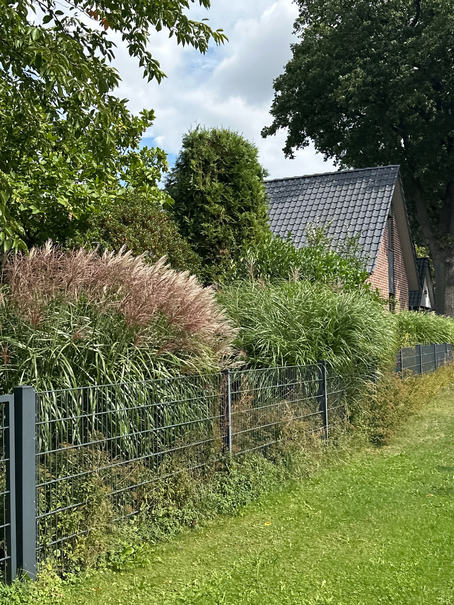 This image depicts a residential property in Samtgemeinde Thedinghausen, Germany, characterized by lush vegetation and a portion of a house visible. The foreground features a dark grey metal wire fence running horizontally across the frame. Beyond the fence, a dense cluster of ornamental grasses, some with feathery, reddish-brown plumes, dominates the mid-ground. To the right of the grasses, a brick house with a dark grey tiled roof is partially visible, set back from the fence. The house has a prominent gable end. The background is filled with a variety of green trees and foliage, suggesting a well-maintained garden or yard. The sky above is partially cloudy, with patches of blue visible. The overall scene conveys a sense of suburban tranquility.