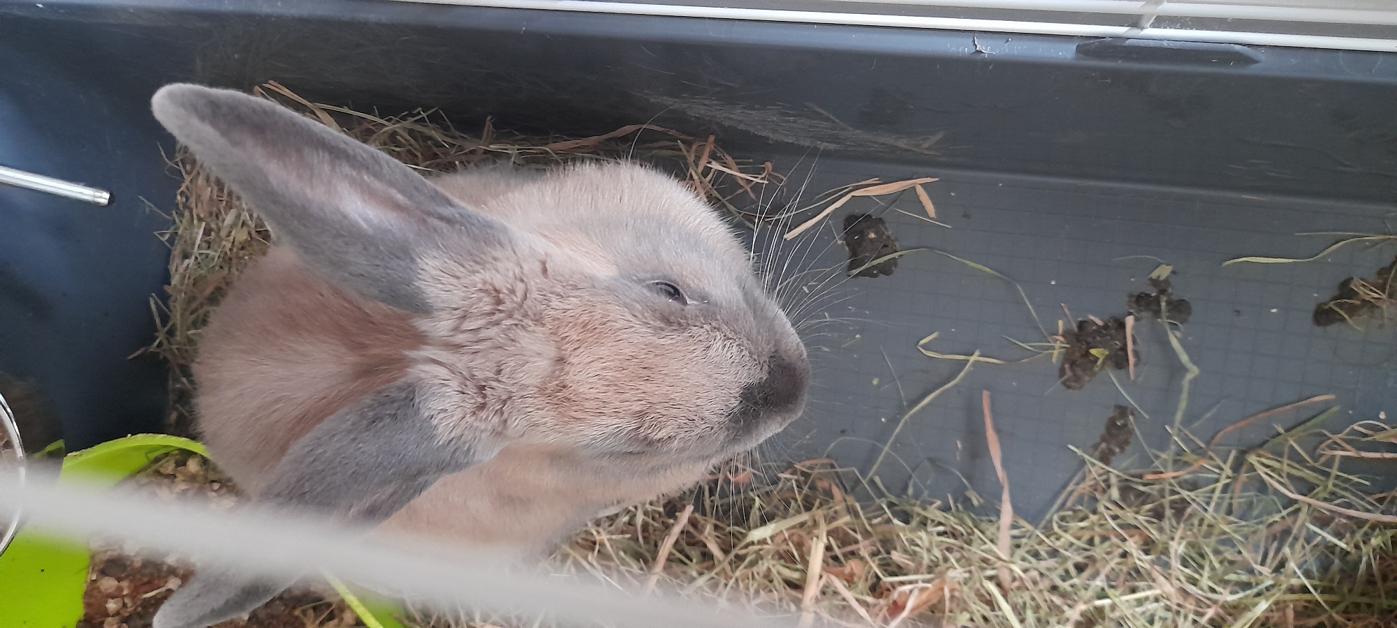 A tan and grey rabbit is in a cage with hay and some droppings. The rabbit is looking down towards the right side of the frame. The rabbit's ears are long and upright. The cage appears to be made of plastic and metal. There is a green dish in the upper left corner of the image. The location is Unknown, Unknown.
