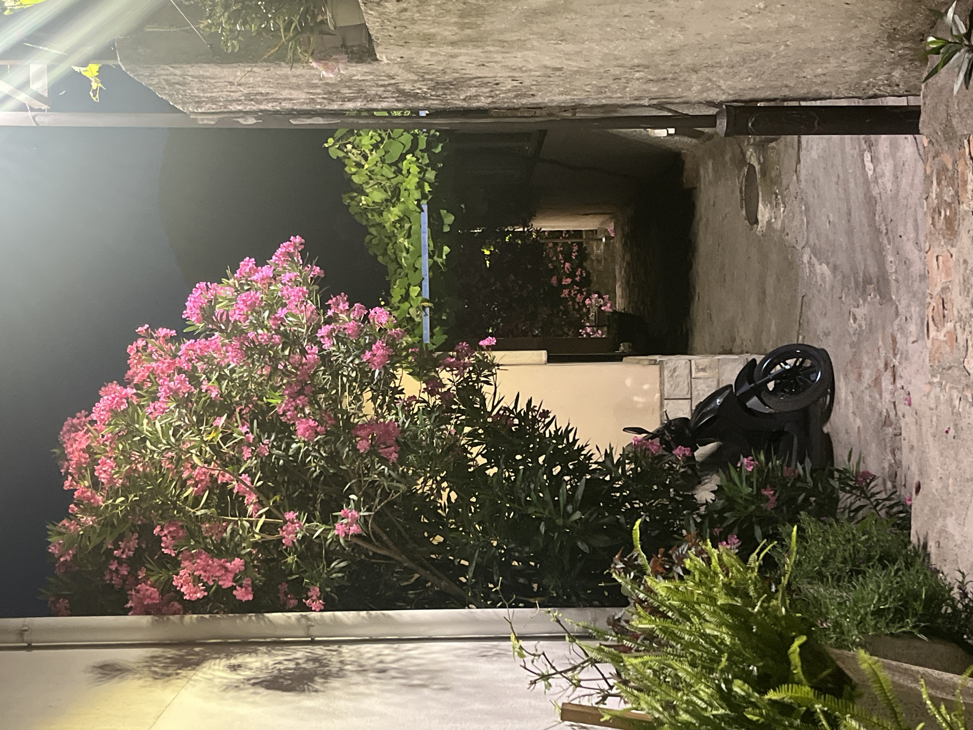 This is a nighttime photograph of a narrow alleyway in Budva, Montenegro, illuminated by artificial light. The foreground features lush green ferns in a large pot to the left, and a black scooter parked beside a tree laden with pink flowers. The tree's branches extend overhead, casting shadows on a cream-colored wall.
The alleyway recedes into the background, where it is partially covered by green vines. The pathway is paved with stone and brick. A concrete wall runs along the right side of the alley. The scene suggests a private courtyard or passage, possibly in an older part of the city.