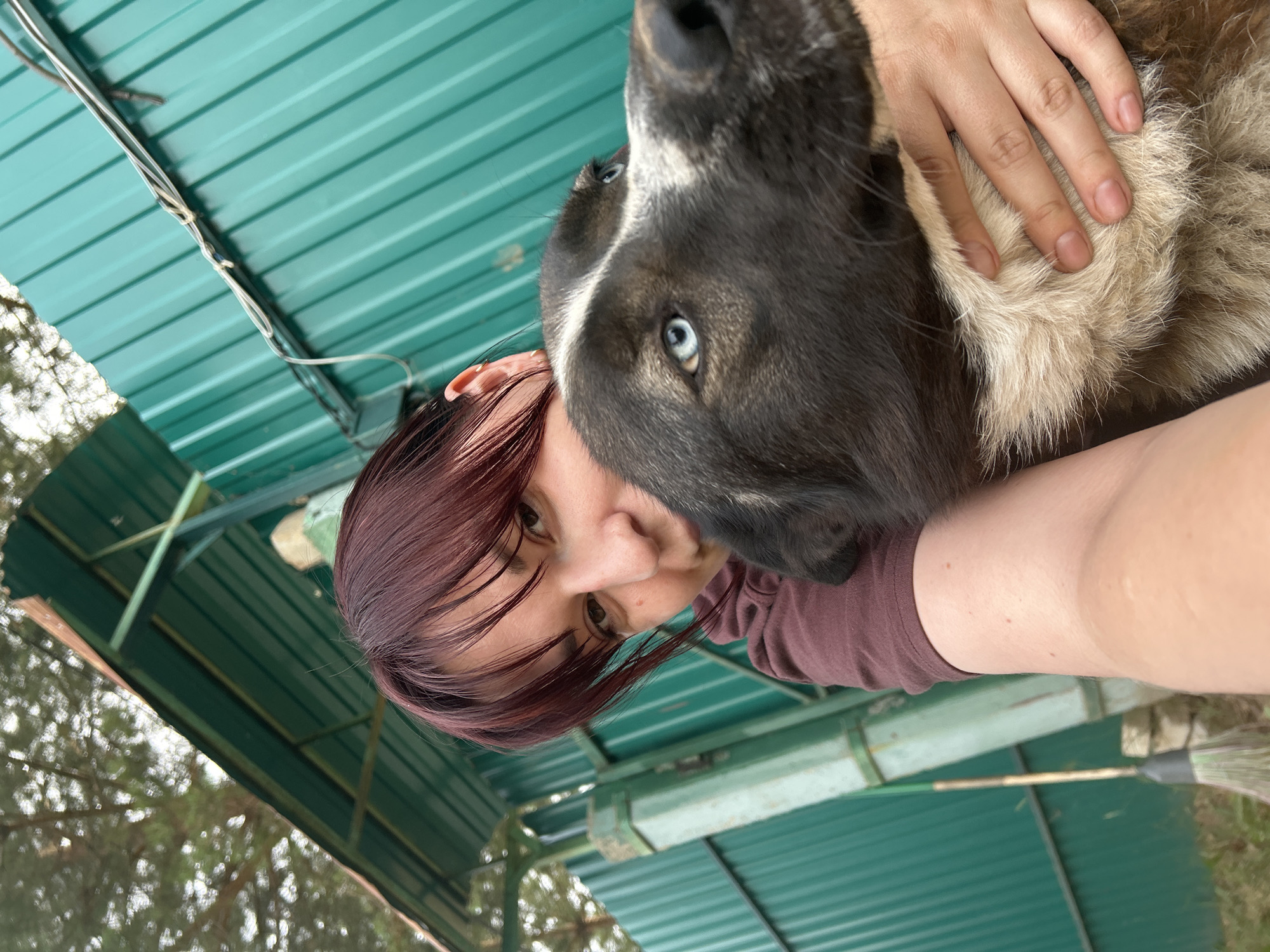 A close-up, vertical, selfie-style shot shows a person and a dog. The person, with dark red hair and brown eyes, is looking towards the camera, with their face partially obscured by the dog. Their mouth is slightly open. The dog, a large breed with dark fur and striking blue eyes, is positioned over the person's face, with its nose and snout prominent in the frame. A hand with clean fingernails is resting on the dog's lighter-colored fur.
The background is a textured, green corrugated metal roof, possibly part of an outdoor shelter. A thin, gray electrical wire runs across the top of the roof. In the lower part of the image, through a gap in the structure, green foliage and trees are visible, suggesting an outdoor setting. The lighting is somewhat diffused, and the sky appears overcast, hinting at a cloudy day. The overall mood appears to be casual and affectionate between the person and the dog. The scene is set in Фоки, Russia. No visible text is present in the image.