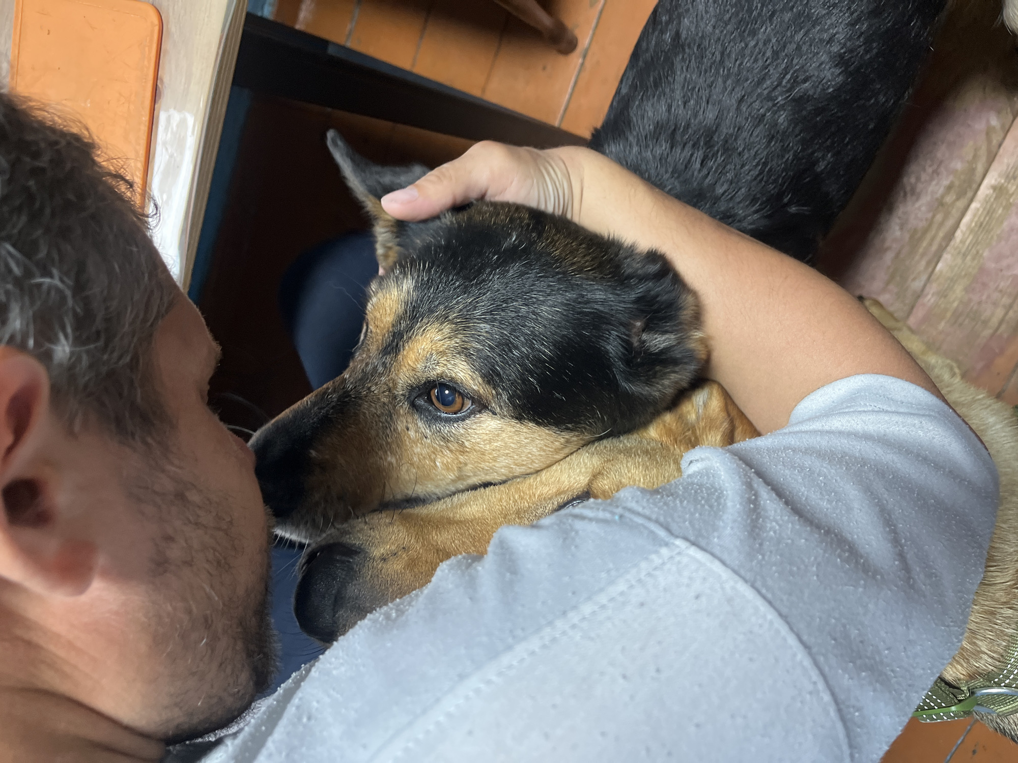 The media file shows an intimate moment between a person and a dog. The person, with short, graying hair, is leaning in to nuzzle the dog's face, their eyes closed or downcast. The dog, a medium-sized breed with brown and black fur, is resting its head on the person's chest, looking towards the camera with a warm, brown eye. The dog's ears are perked up slightly.
The scene appears to be indoors, likely a home environment. The background includes wooden flooring and what looks like furniture. A bright orange object is visible on the left side, possibly a phone or a mat. The person is wearing a light-colored hoodie, which is slightly pilled, and the dog is wearing a green collar.
The overall mood is one of affection and connection. The close-up framing emphasizes the bond between the human and canine. There is no visible text in the media file. The lighting suggests it could be daytime, but there are no strong indicators of time of day or weather. The location context provided is Nizhny Tagil, Russia.